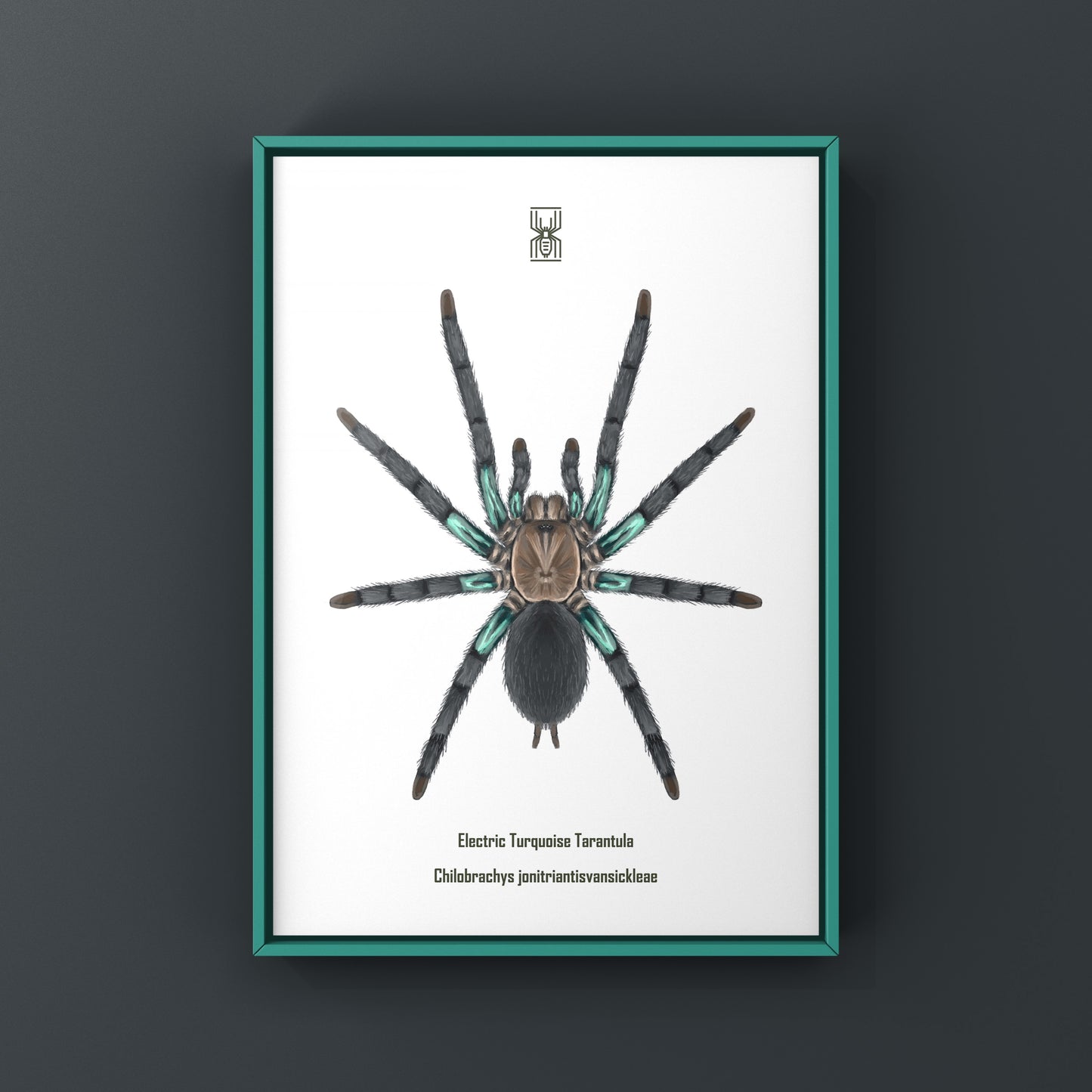 Electric turquoise tarantula art print featuring a detailed illustration of Chilobrachys jonitriantisvansickleae, on textured paper.
