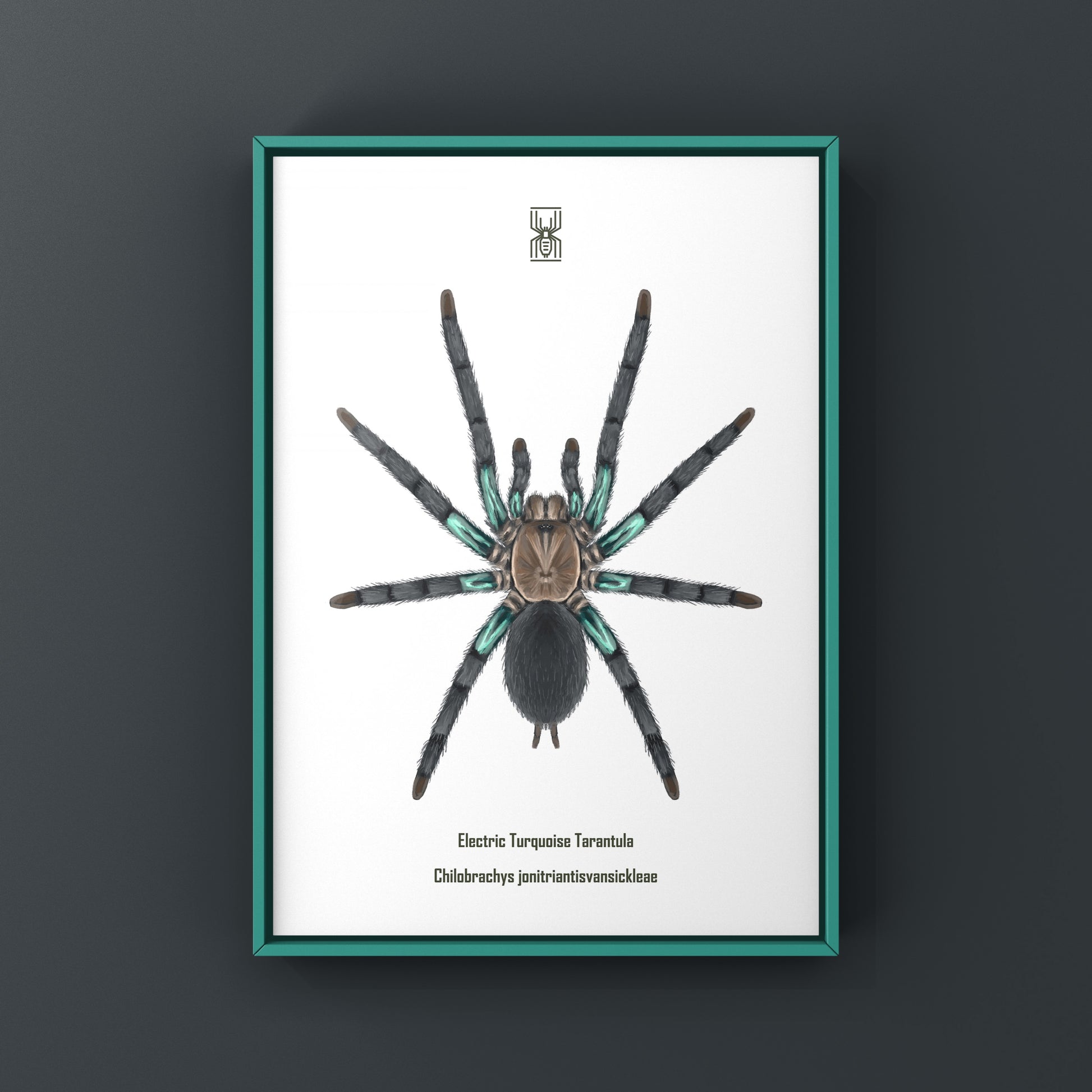 Electric turquoise tarantula art print featuring a detailed illustration of Chilobrachys jonitriantisvansickleae, on textured paper.