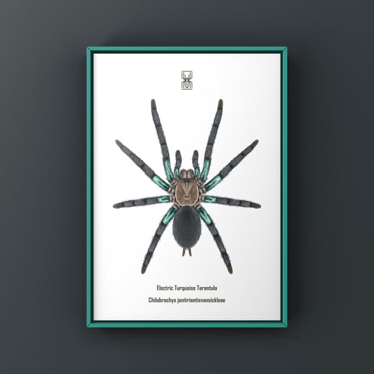 Electric turquoise tarantula art print featuring a vibrant Chilobrachys jonitriantisvansickleae spider on a white background.