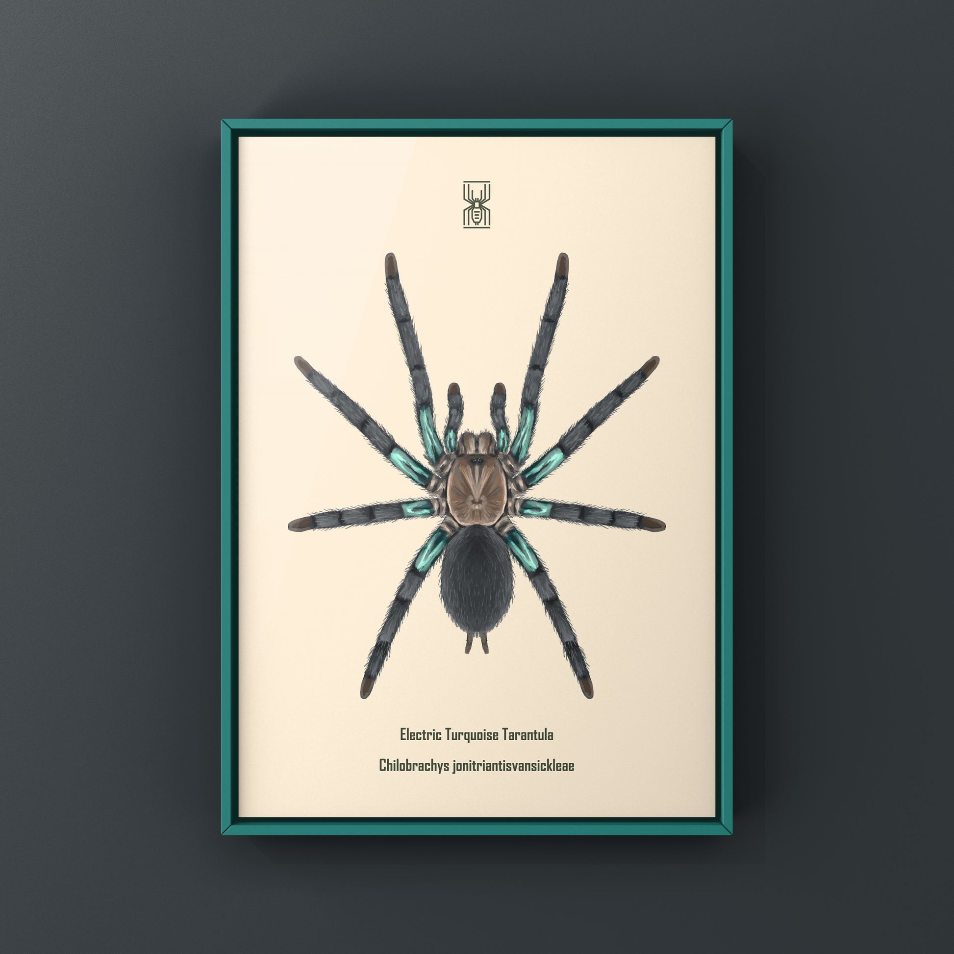 Electric turquoise tarantula art print featuring a vibrant Chilobrachys jonitriantisvansickleae spider on a neutral background.