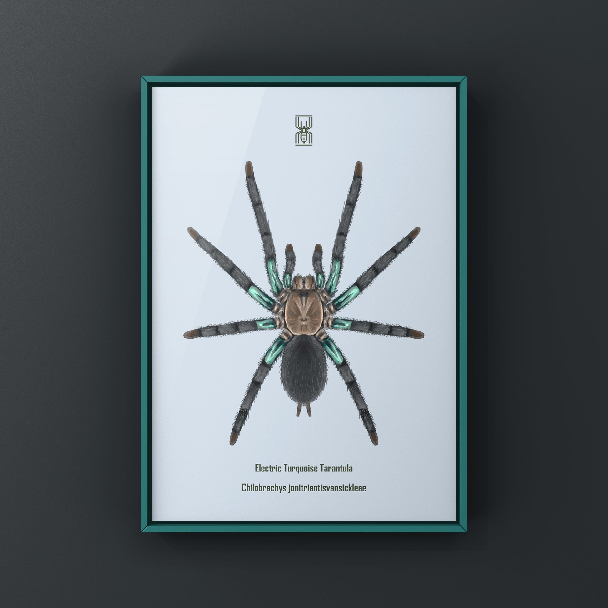 Electric turquoise tarantula art print featuring a vibrant Chilobrachys jonitriantisvansickleae spider on a neutral background.