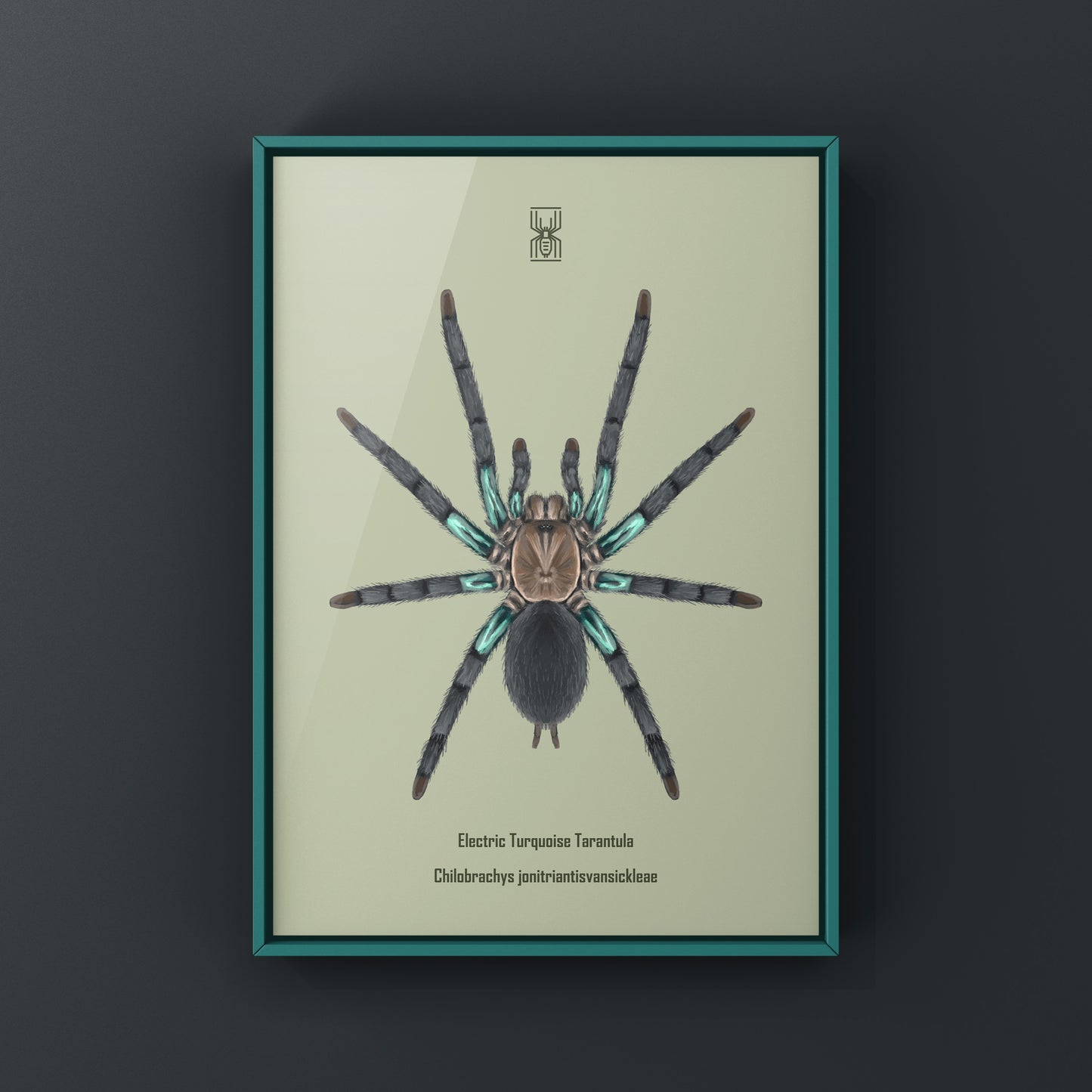 Electric turquoise tarantula art print by The Silk Ranch, showcasing detailed imagery of Chilobrachys jonitriantisvansickleae on white background.