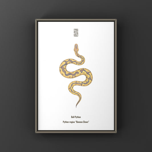 Colorful art print of a Banana Clown Ball Python (Python regius) by The Silk Ranch, showcasing detailed snake illustration.