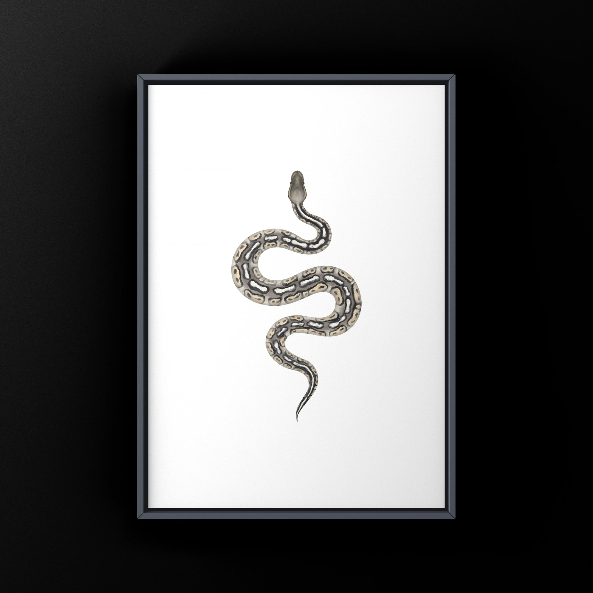 Pewter Ball Python art print featuring detailed illustration of Python regius by The Silk Ranch.
