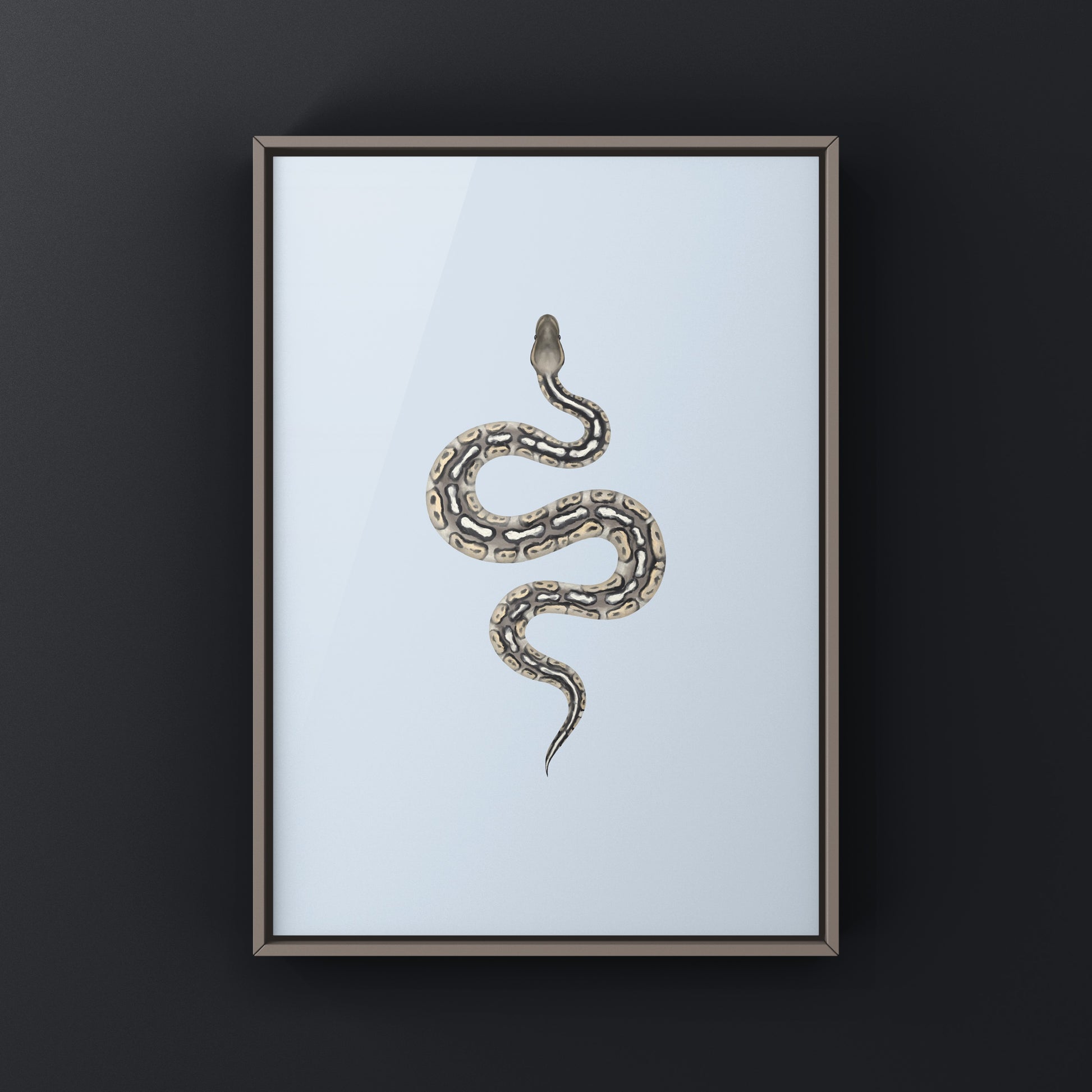 Pewter Ball Python art print by The Silk Ranch featuring detailed illustration of a Python regius on white background.