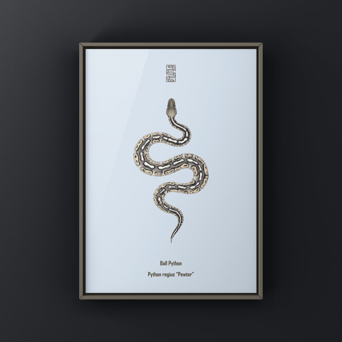 Pewter Ball Python art print featuring a realistic illustration of a Python regius, displayed on a neutral background.