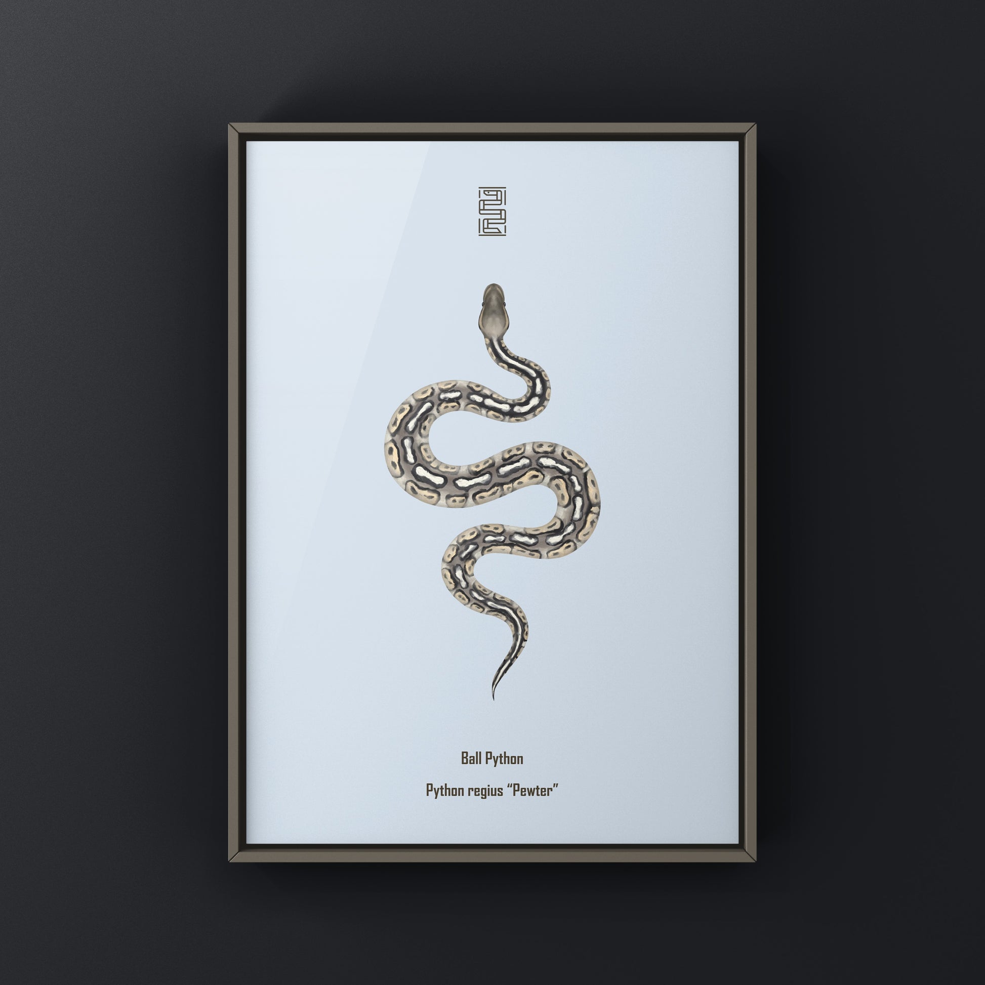 Pewter Ball Python art print featuring a realistic illustration of a Python regius, displayed on a neutral background.