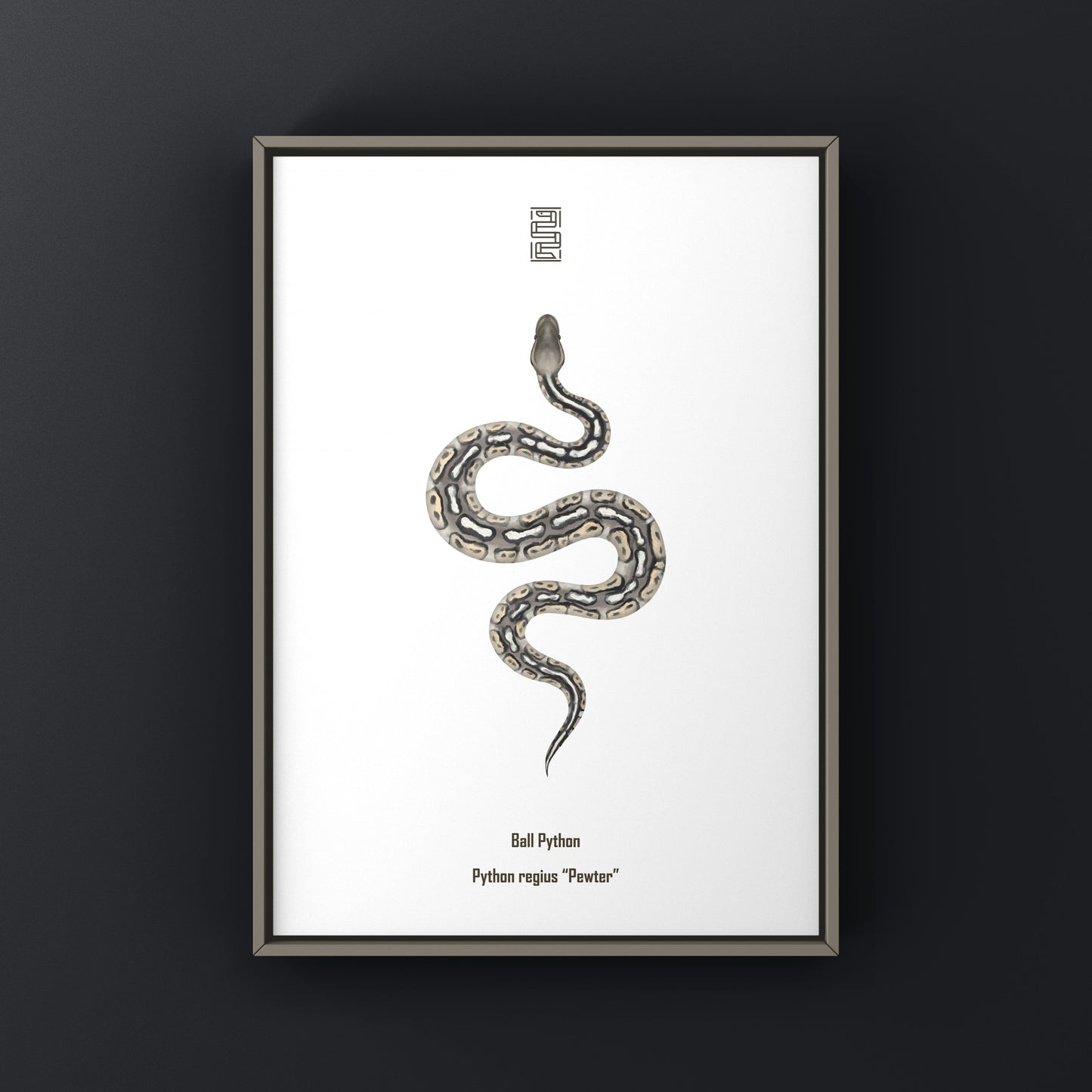 Pewter Ball Python art print featuring a detailed illustration of Python regius, displayed on a white background.