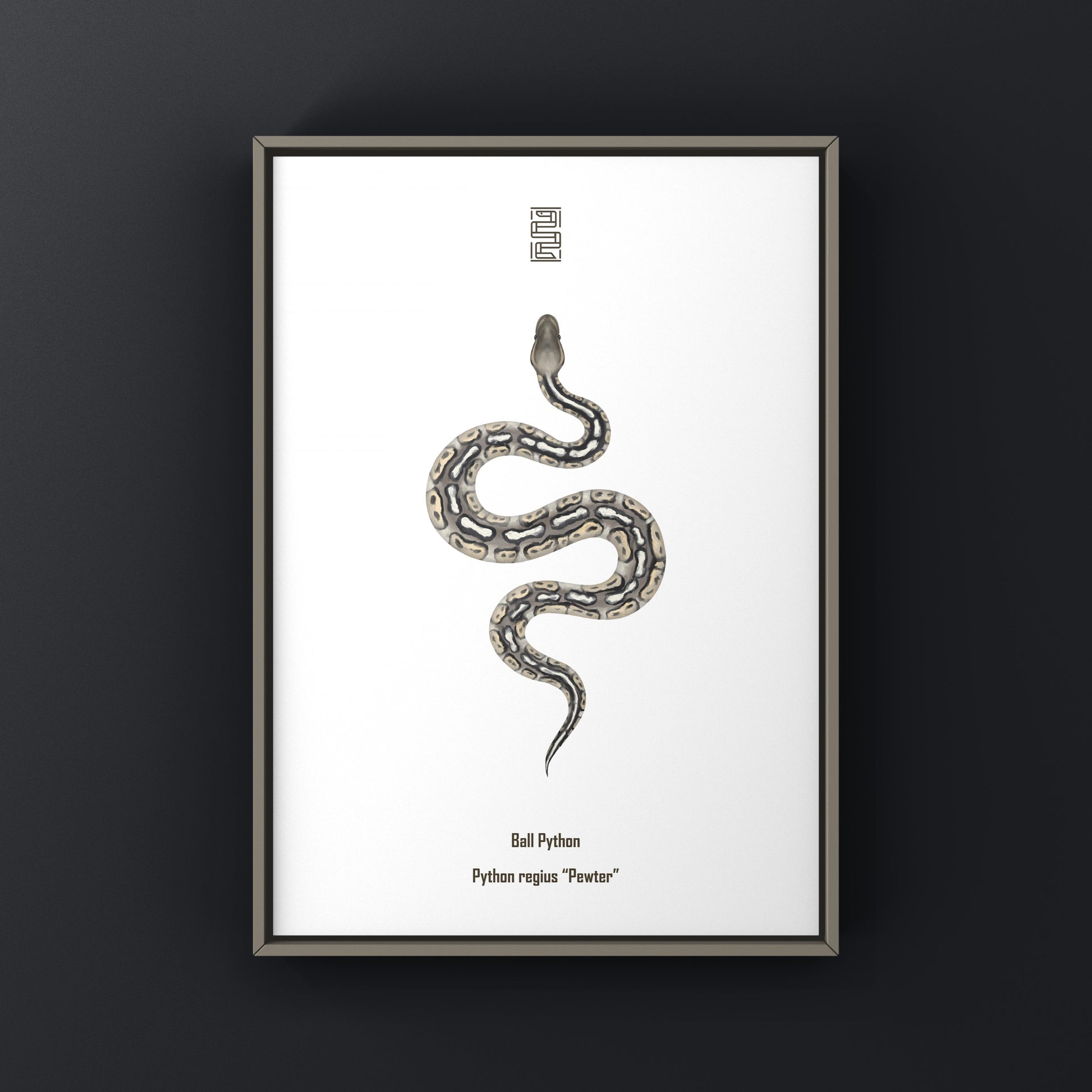 Pewter Ball Python art print featuring a detailed illustration of Python regius, displayed on a white background.