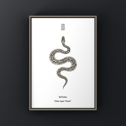 Pewter Ball Python (Python regius) Art Print from The Silk Ranch