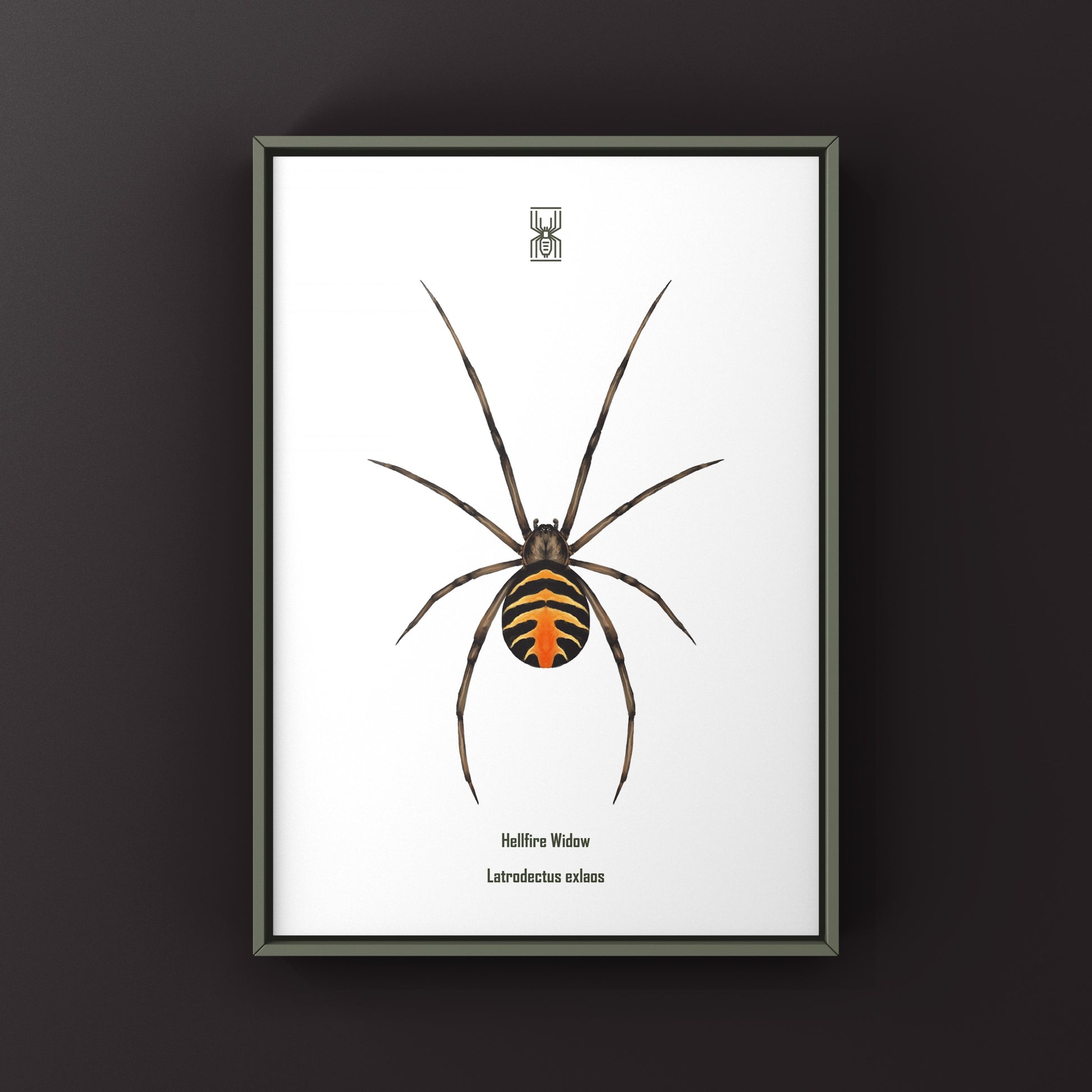 Hellfire Widow art print by The Silk Ranch featuring a detailed illustration of the Latrodectus exlaos spider on textured paper.