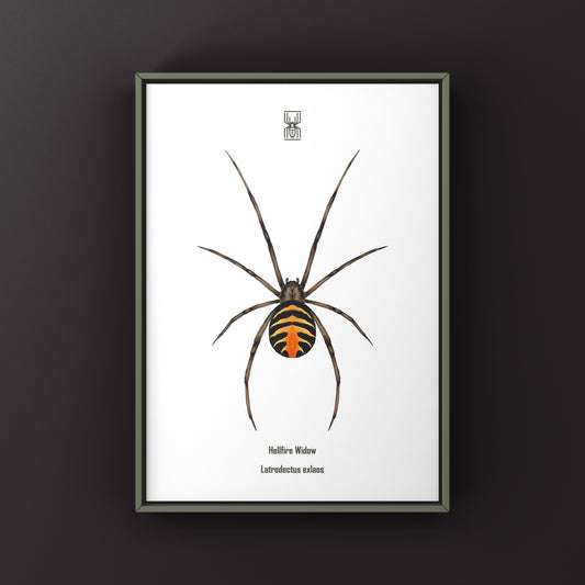 Hellfire Widow art print by The Silk Ranch featuring a detailed illustration of the Latrodectus exlaos spider on textured paper.