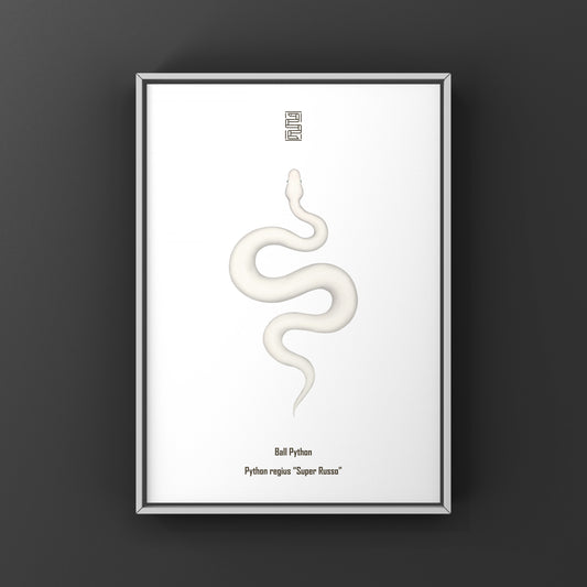 Super Russo Ball Python (Python regius) Art Print from The Silk Ranch