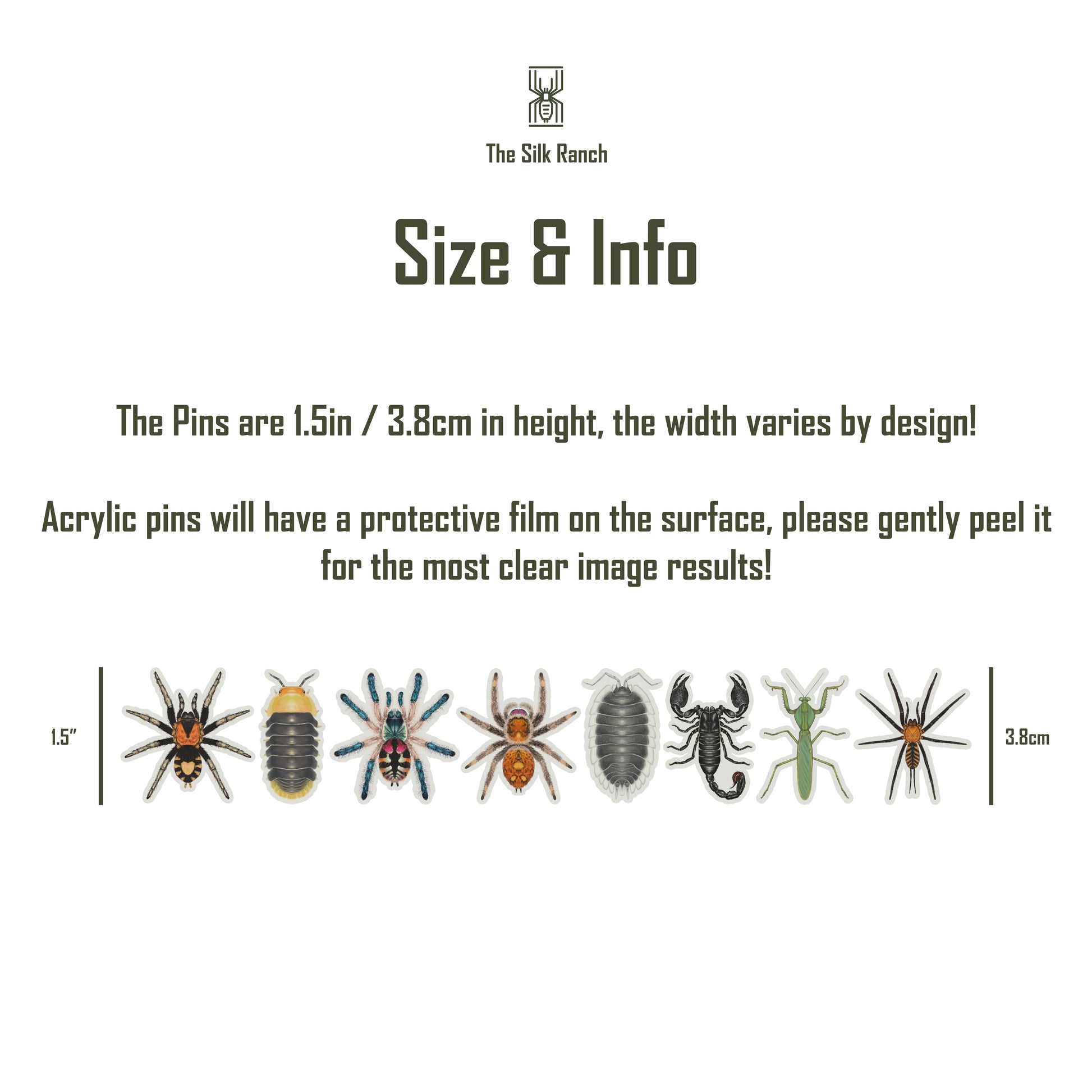 Amma Jewel Tarantula (Typhochlaena amma) Acrylic Pin from The Silk Ranch / The Morph Archive