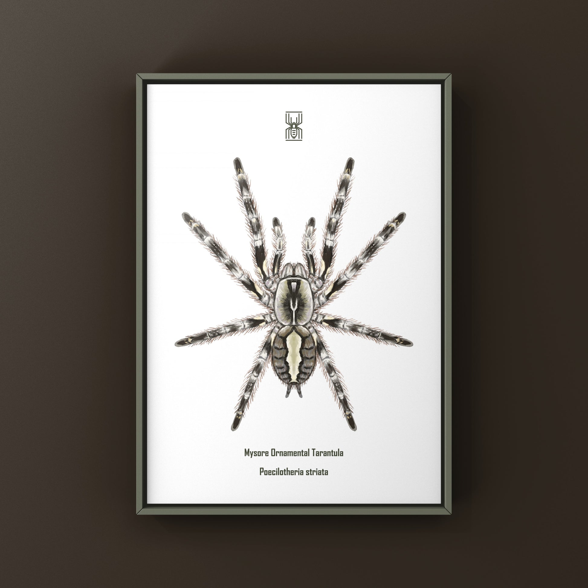 Mysore Ornamental Tarantula (Poecilotheria striata) art print showcasing detailed illustration of the exotic spider on textured paper