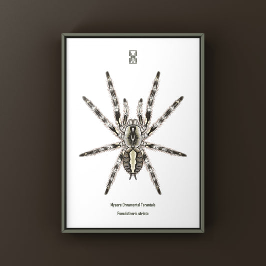 Mysore Ornamental Tarantula (Poecilotheria striata) Art Print from The Silk Ranch