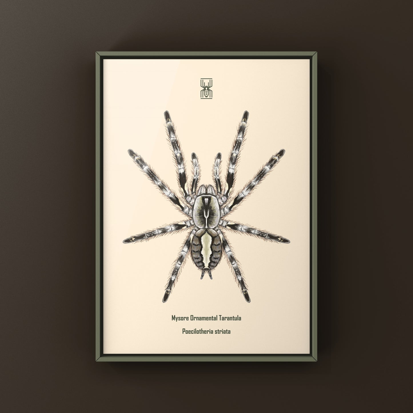 Art print of Mysore Ornamental Tarantula (Poecilotheria striata) showcasing detailed illustrations of this colorful spider species.