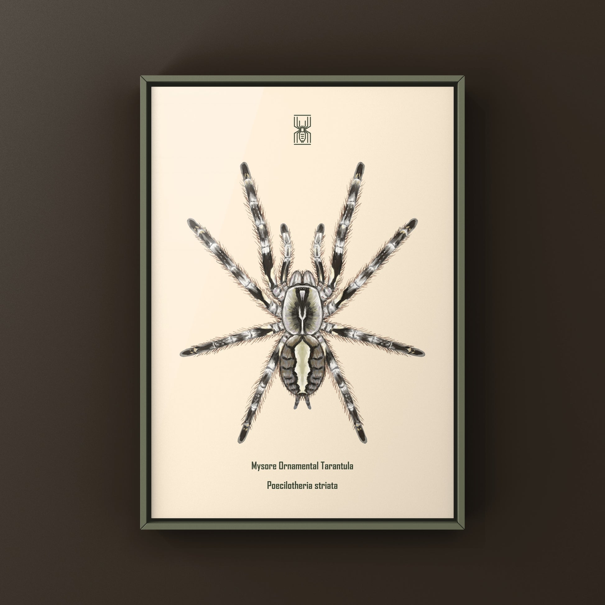 Art print of Mysore Ornamental Tarantula (Poecilotheria striata) showcasing detailed illustrations of this colorful spider species.