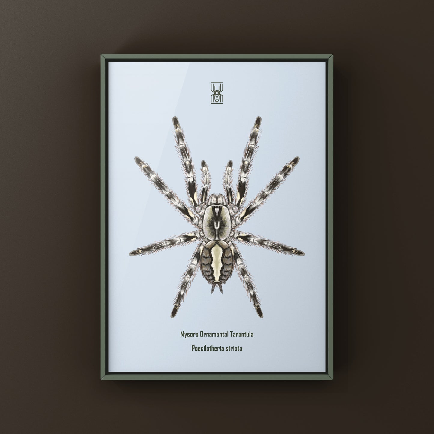 Mysore Ornamental Tarantula (Poecilotheria striata) art print featuring detailed illustration of the colorful spider on textured background