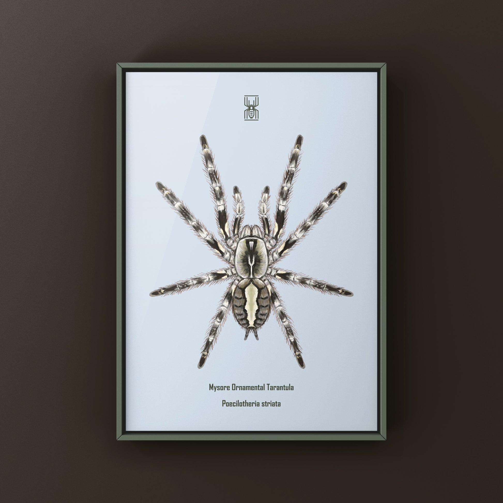 Mysore Ornamental Tarantula (Poecilotheria striata) art print featuring detailed illustration of the colorful spider on textured background
