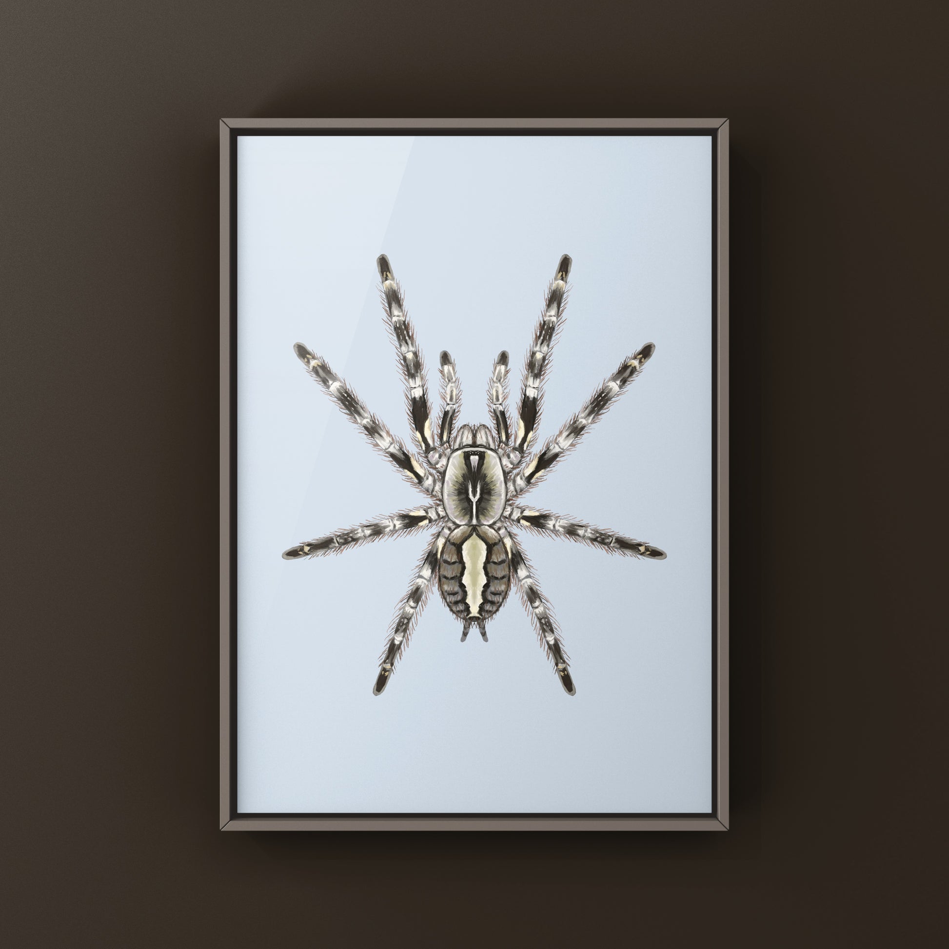 Mysore Ornamental Tarantula (Poecilotheria striata) art print featuring detailed illustration of the colorful spider on paper.