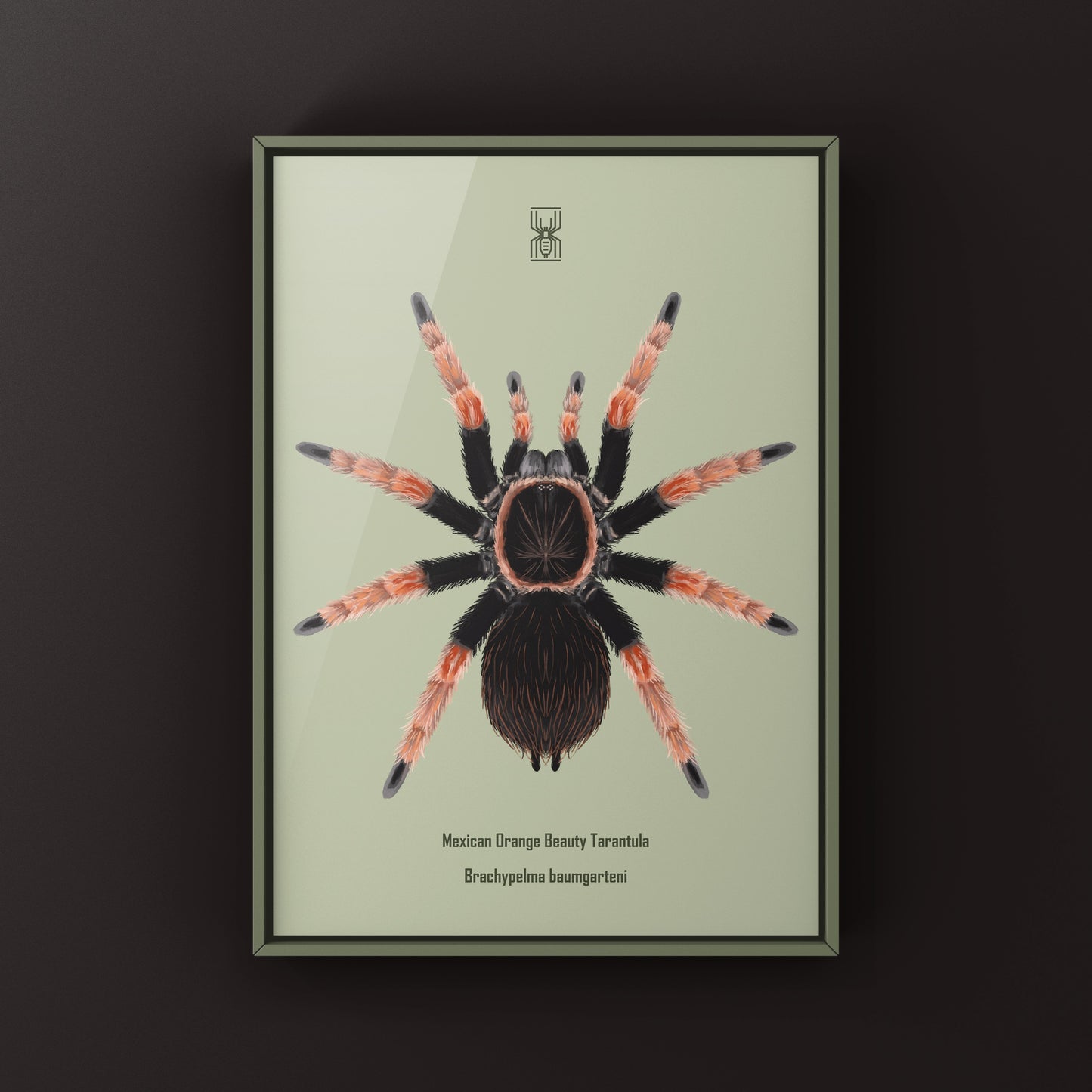 Mexican Orange Beauty Tarantula Brachypelma baumgarteni art print with detailed illustration of the spider on textured paper