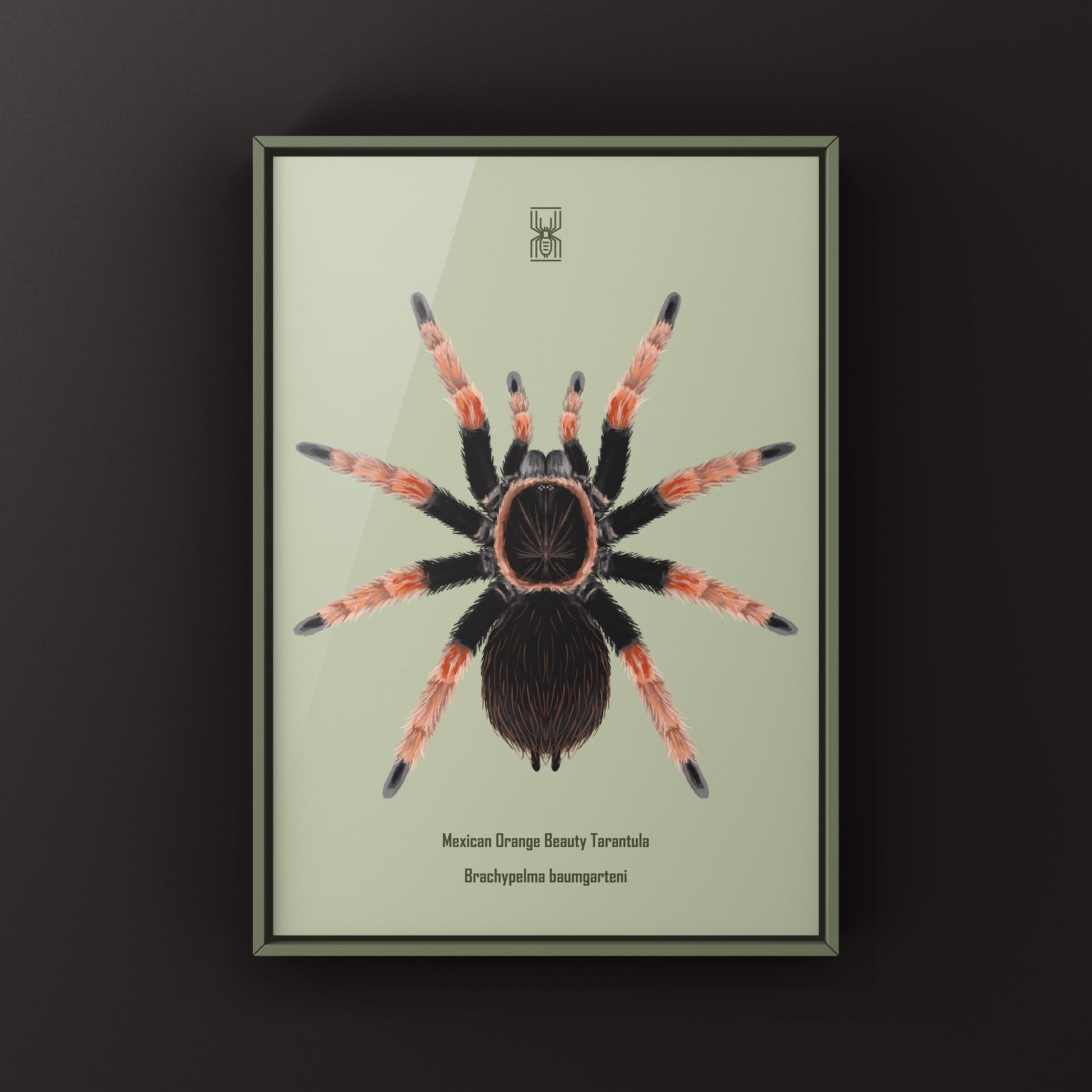 Mexican Orange Beauty Tarantula Brachypelma baumgarteni art print with detailed illustration of the spider on textured paper
