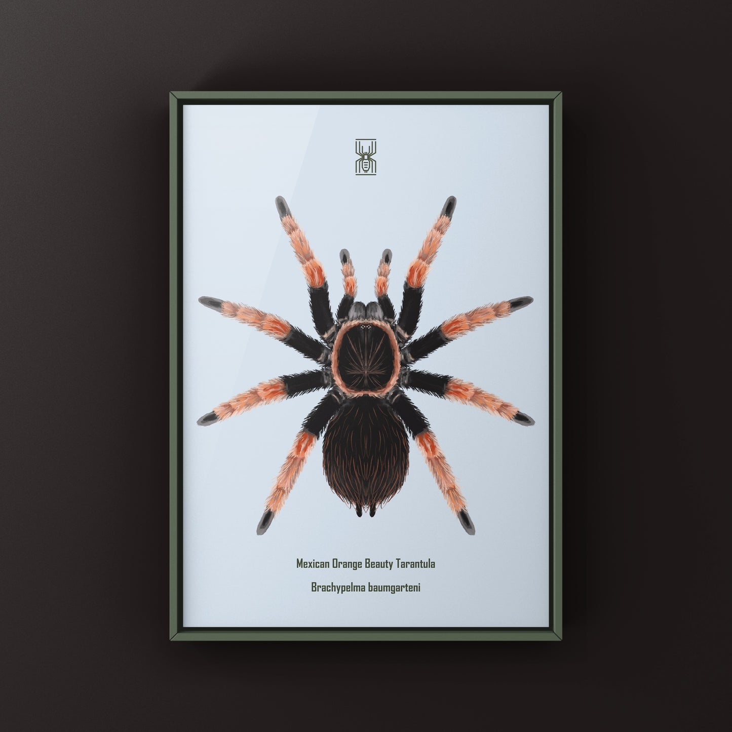 Mexican Orange Beauty Tarantula art print featuring detailed illustration of Brachypelma baumgarteni by The Silk Ranch
