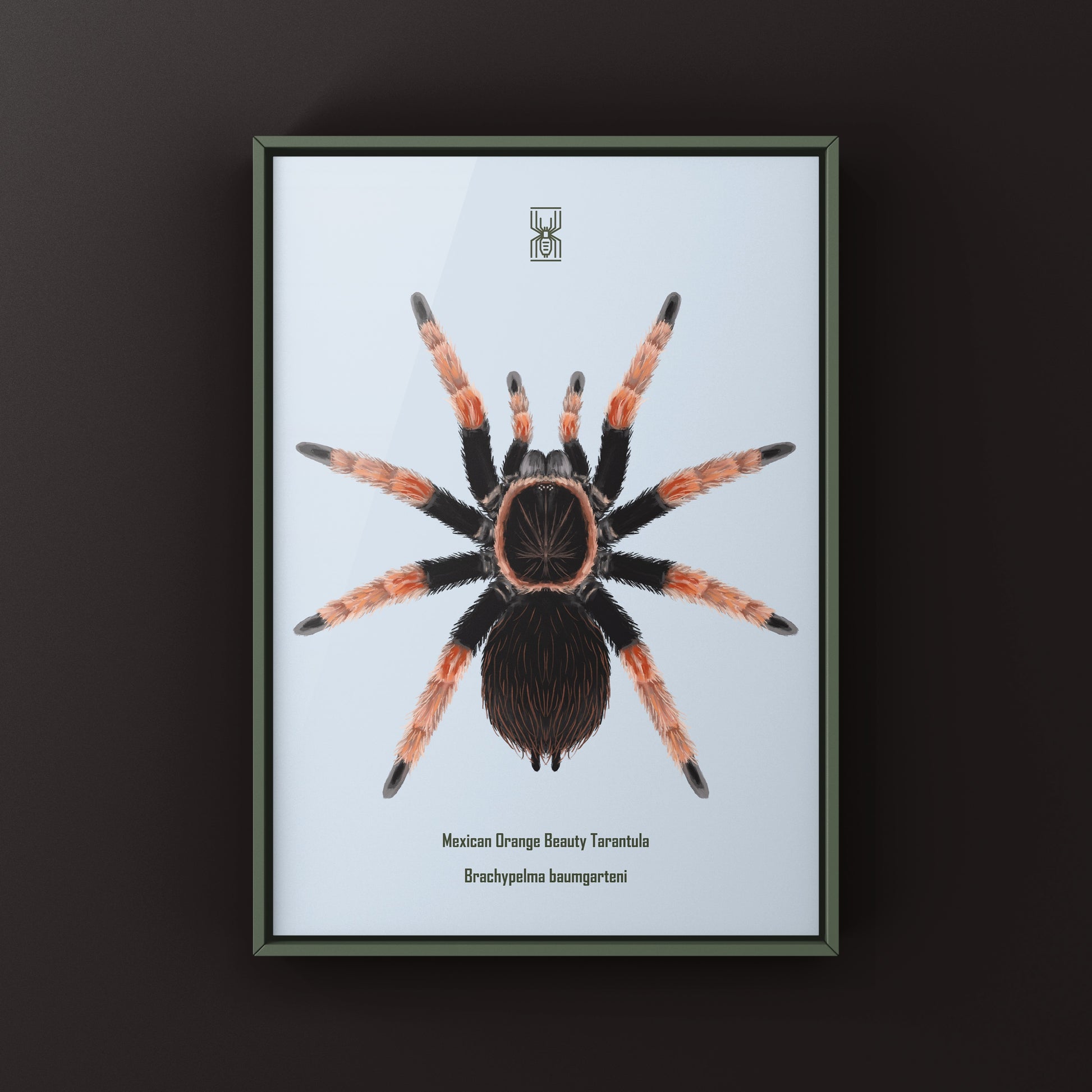 Mexican Orange Beauty Tarantula art print featuring detailed illustration of Brachypelma baumgarteni by The Silk Ranch
