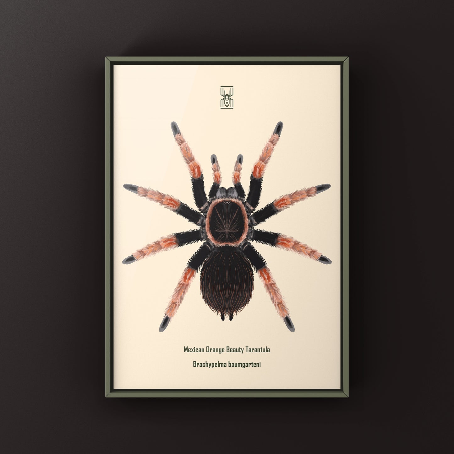 Mexican Orange Beauty Tarantula Brachypelma baumgarteni art print featuring detailed illustration of the spider on textured paper
