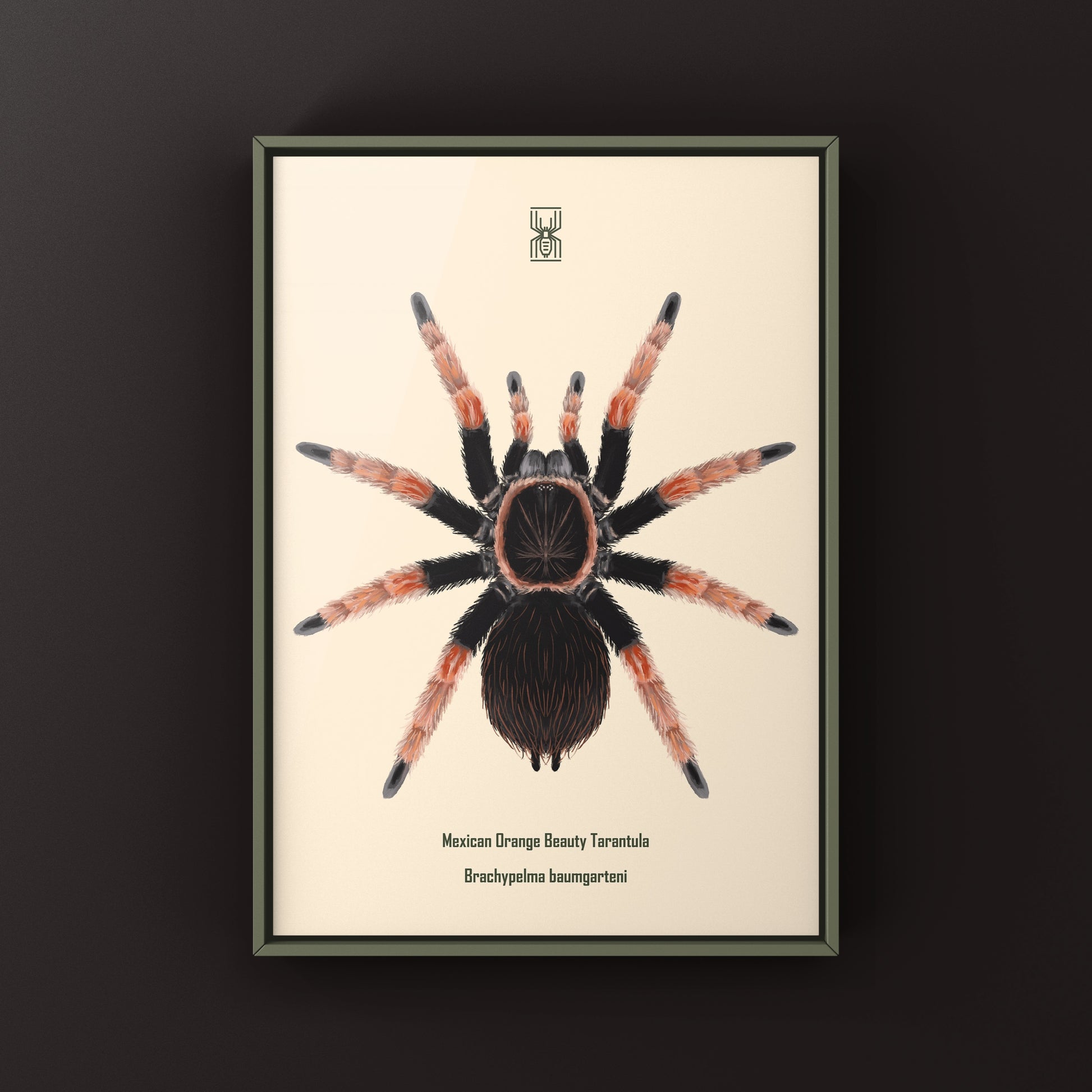 Mexican Orange Beauty Tarantula Brachypelma baumgarteni art print featuring detailed illustration of the spider on textured paper