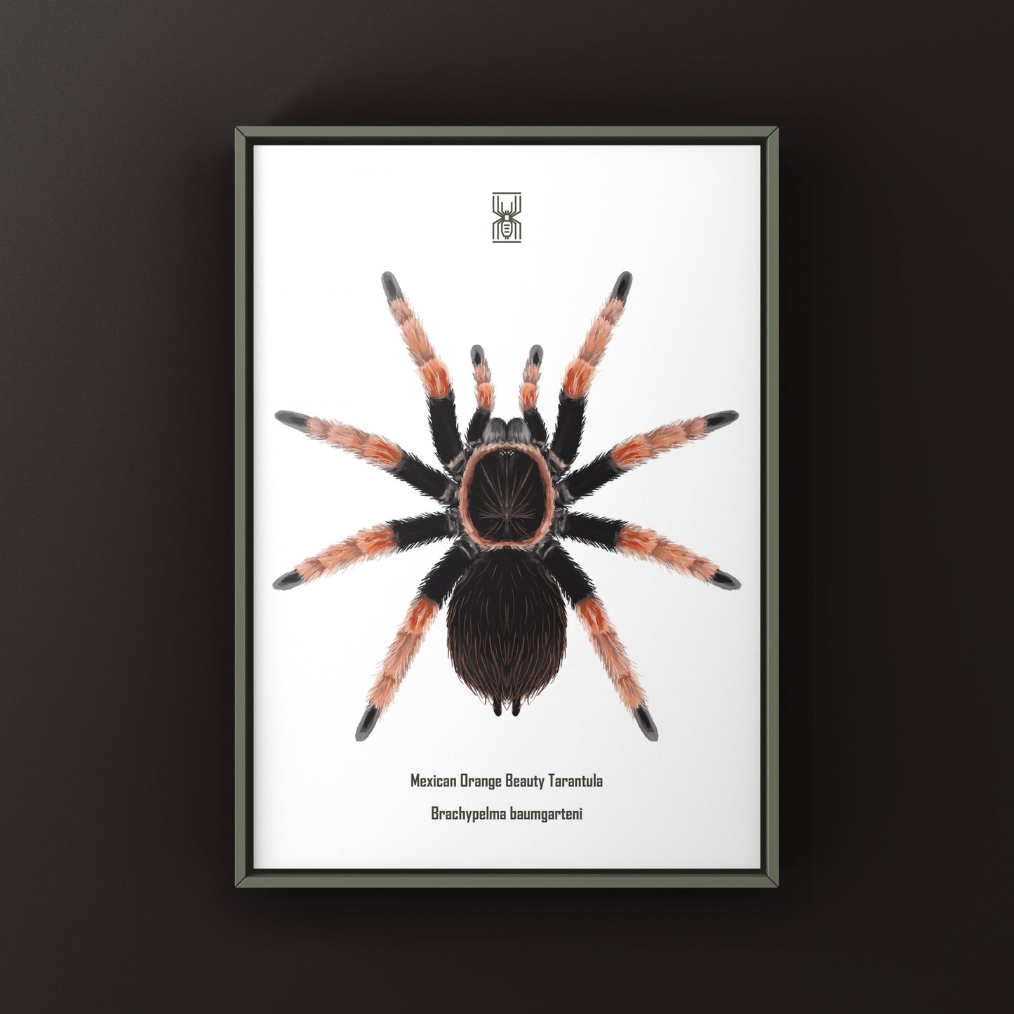 Mexican Orange Beauty Tarantula art print featuring a vibrant Brachypelma baumgarteni spider on white background