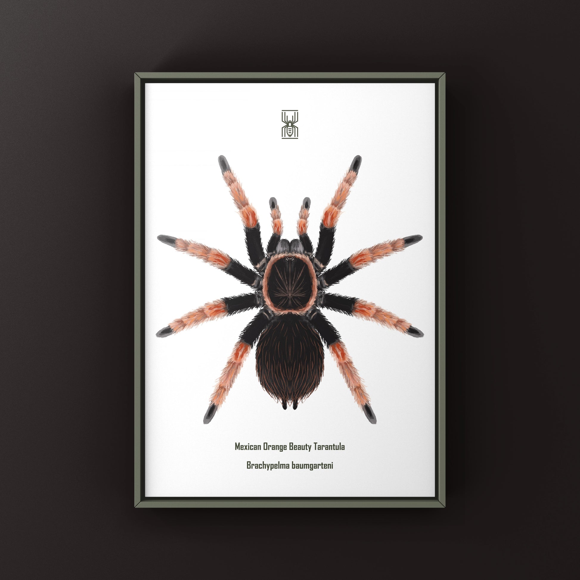 Mexican Orange Beauty Tarantula art print featuring a vibrant Brachypelma baumgarteni spider on white background