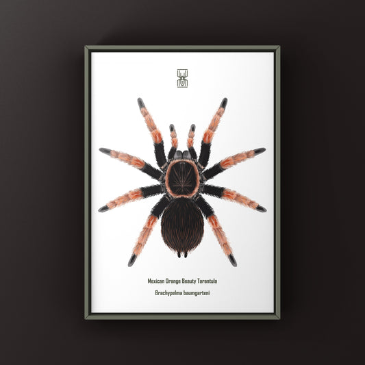 Mexican Orange Beauty Tarantula (Brachypelma baumgarteni) Art Print from The Silk Ranch