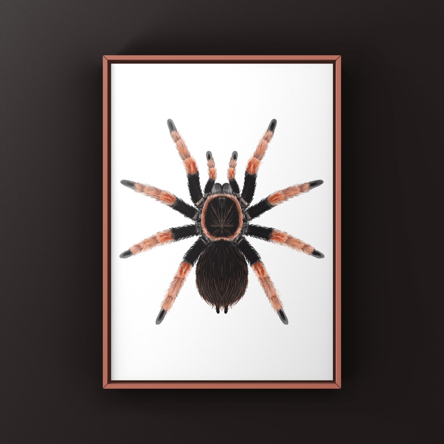 Mexican Orange Beauty Tarantula art print featuring detailed illustration of Brachypelma baumgarteni by The Silk Ranch