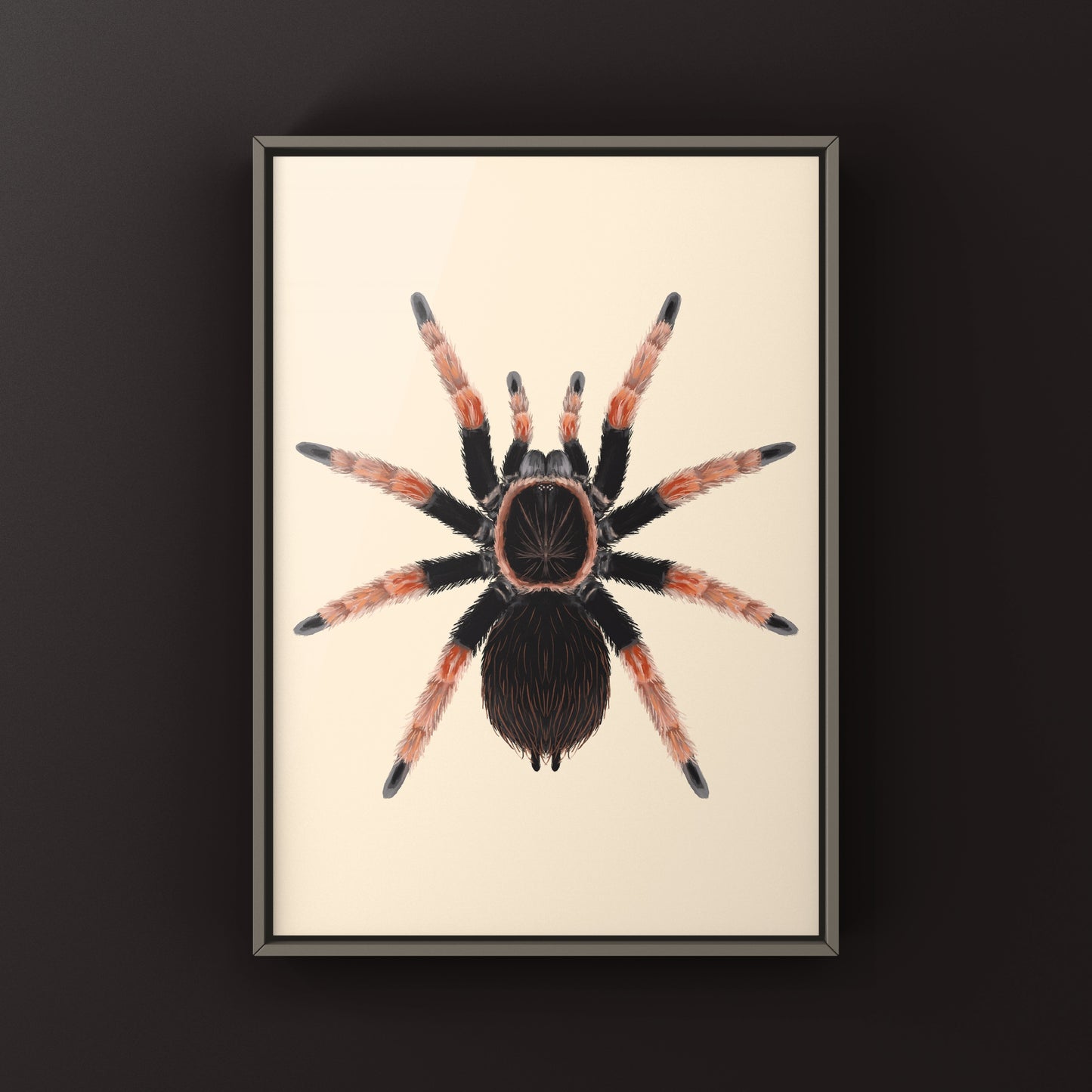 Mexican Orange Beauty Tarantula art print showing detailed illustration of Brachypelma baumgarteni with vibrant orange and black coloration