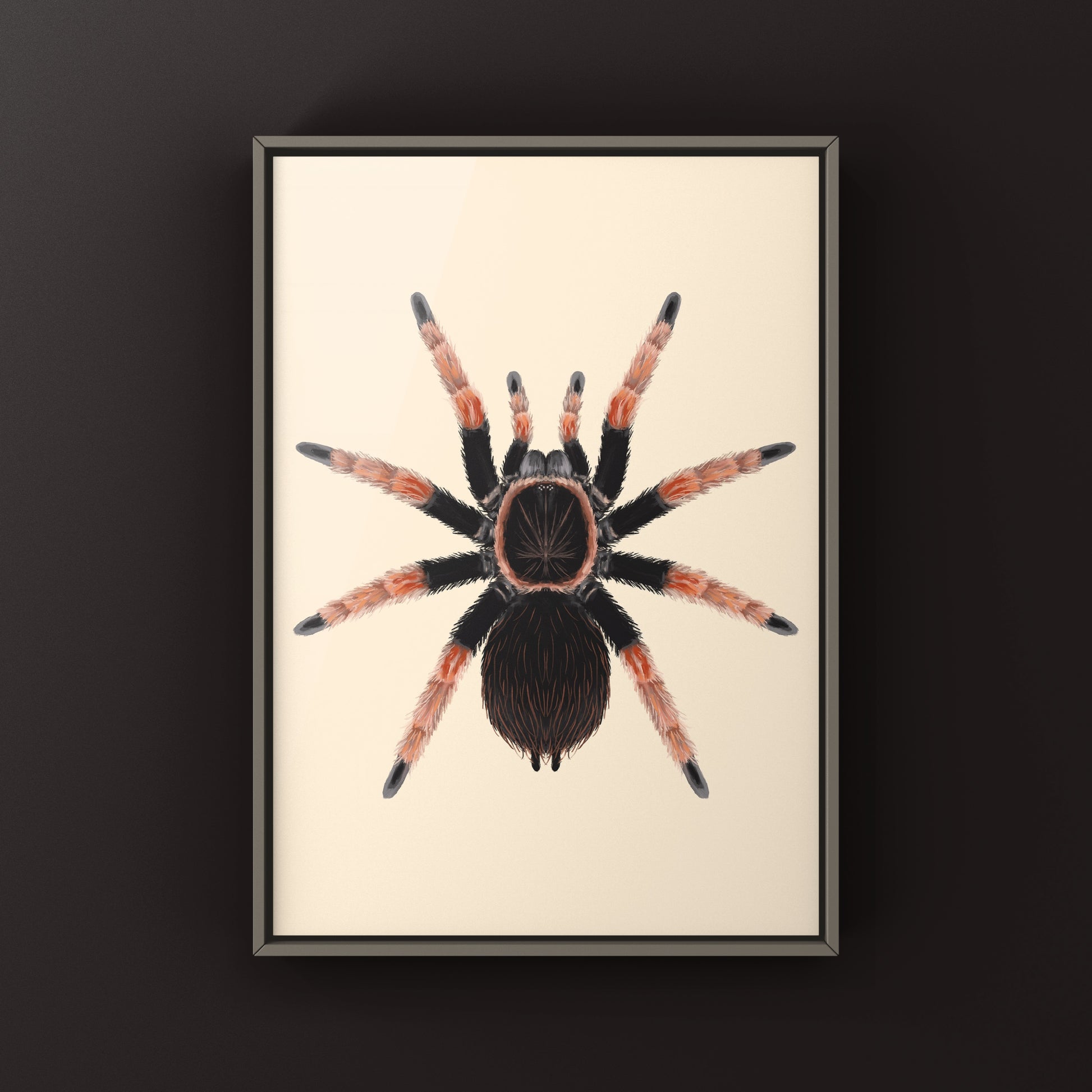 Mexican Orange Beauty Tarantula art print showing detailed illustration of Brachypelma baumgarteni with vibrant orange and black coloration