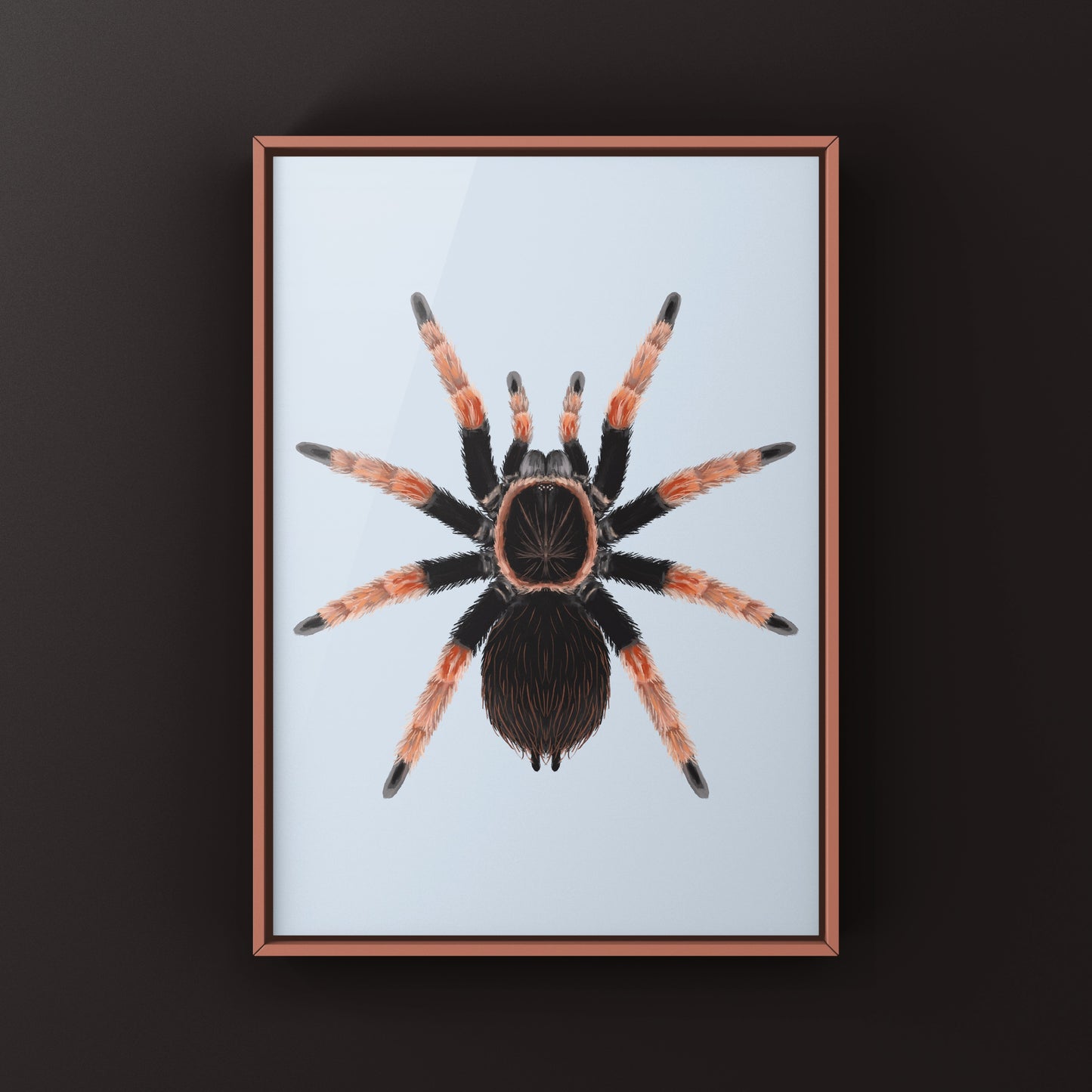 Mexican Orange Beauty Tarantula art print by The Silk Ranch showcasing detailed illustration of Brachypelma baumgarteni.