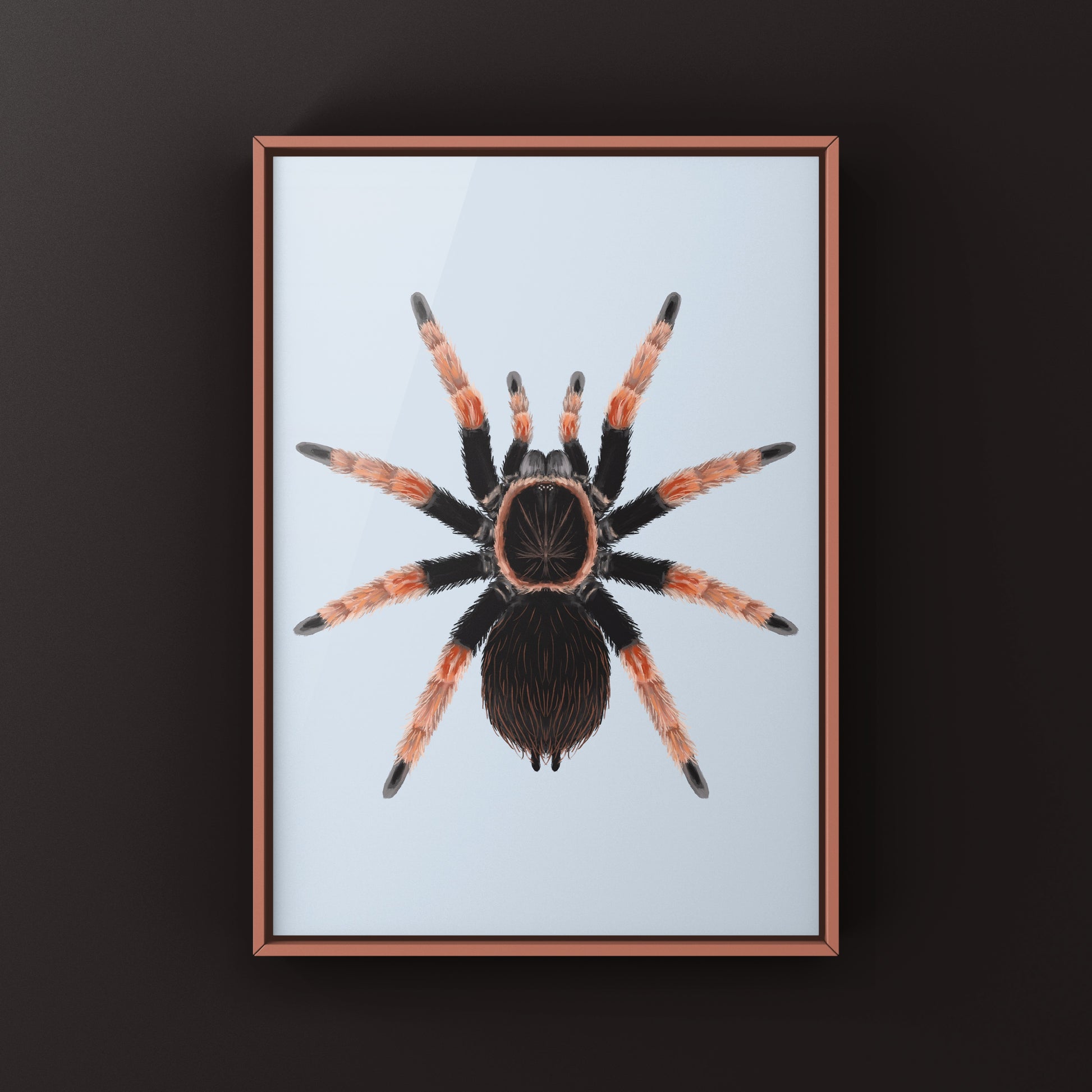 Mexican Orange Beauty Tarantula art print by The Silk Ranch showcasing detailed illustration of Brachypelma baumgarteni.
