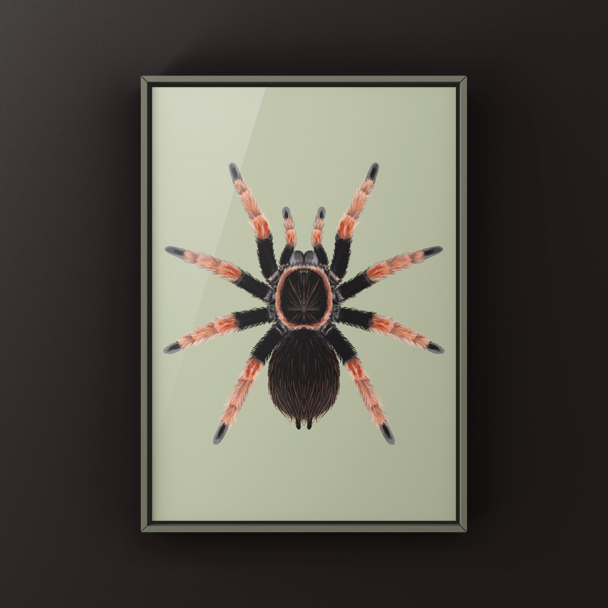 Colorful art print of a Mexican Orange Beauty Tarantula (Brachypelma baumgarteni) showcasing detailed spider artwork.