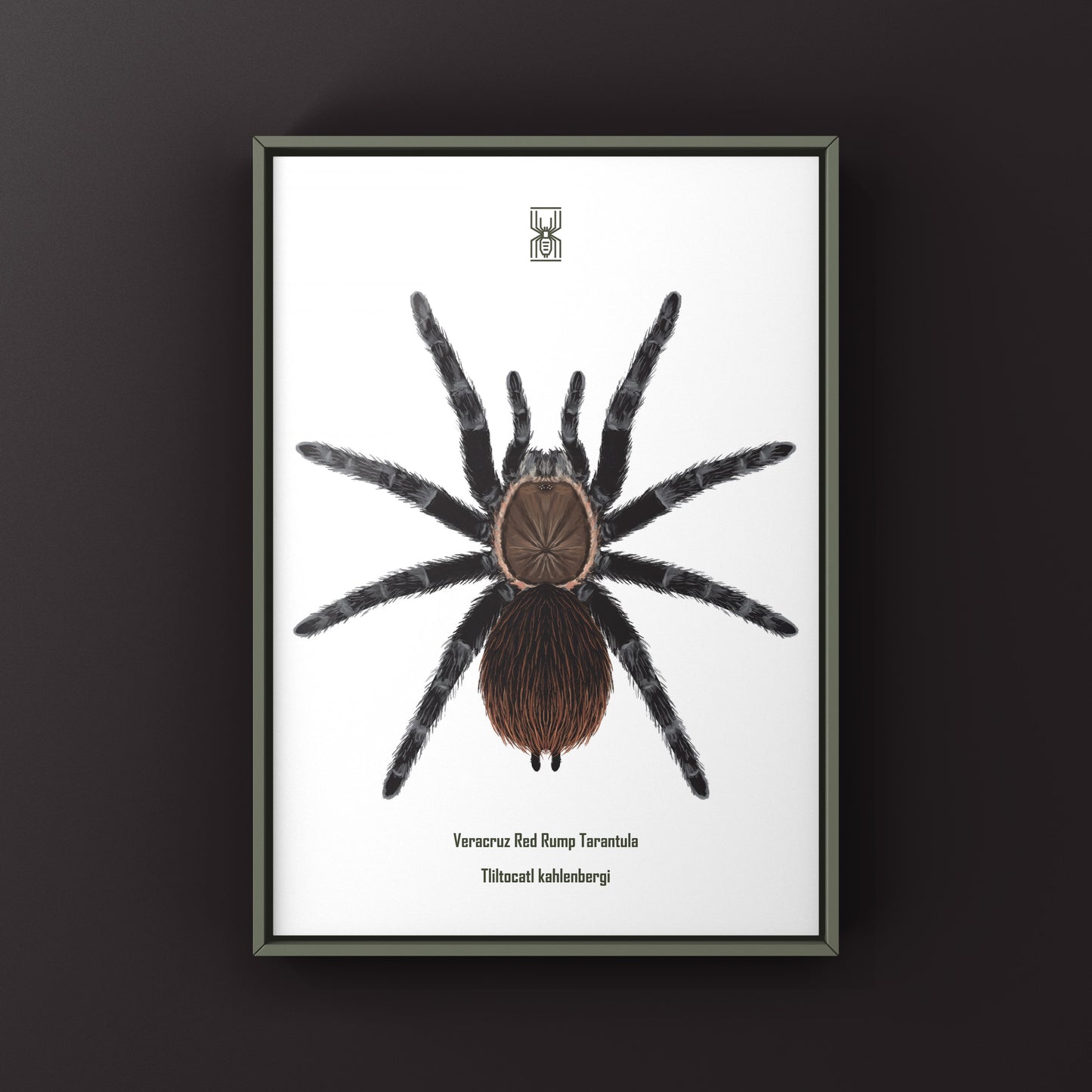 Art print of Veracruz Red Rump Tarantula (Tliltocatl kahlenbergi) featuring detailed illustration of the red and brown tarantula.