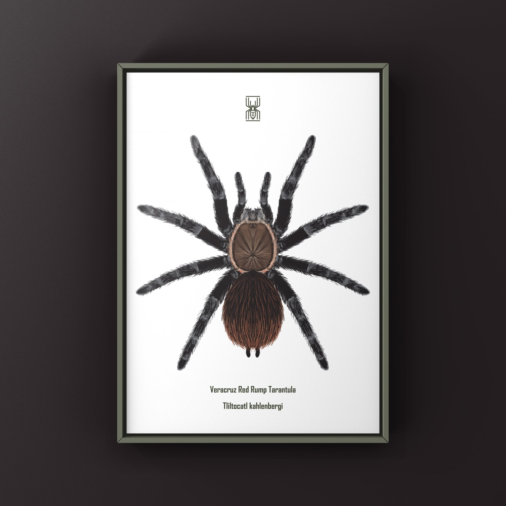 Art print of Veracruz Red Rump Tarantula (Tliltocatl kahlenbergi) featuring detailed illustration of the red and brown tarantula.