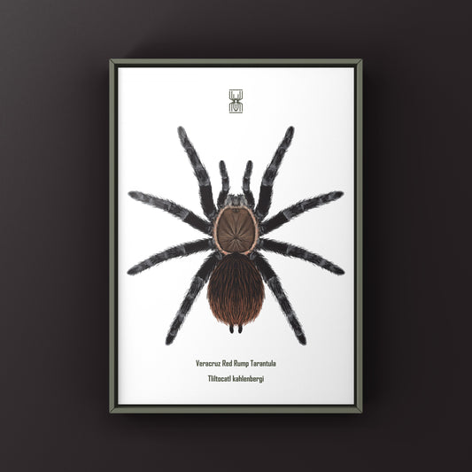 Veracruz Red Rump Tarantula (Tliltocatl kahlenbergi) Art Print from The Silk Ranch