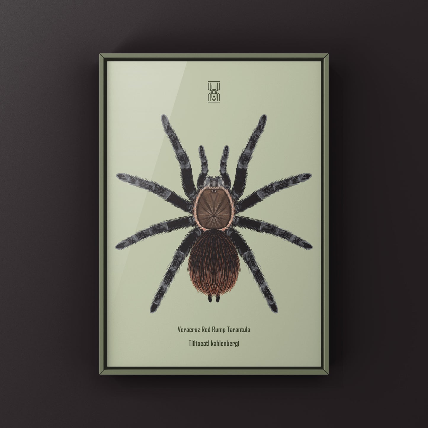 Art print of Veracruz Red Rump Tarantula (Tliltocatl kahlenbergi) showcasing vibrant red and black coloration, created by The Silk Ranch.