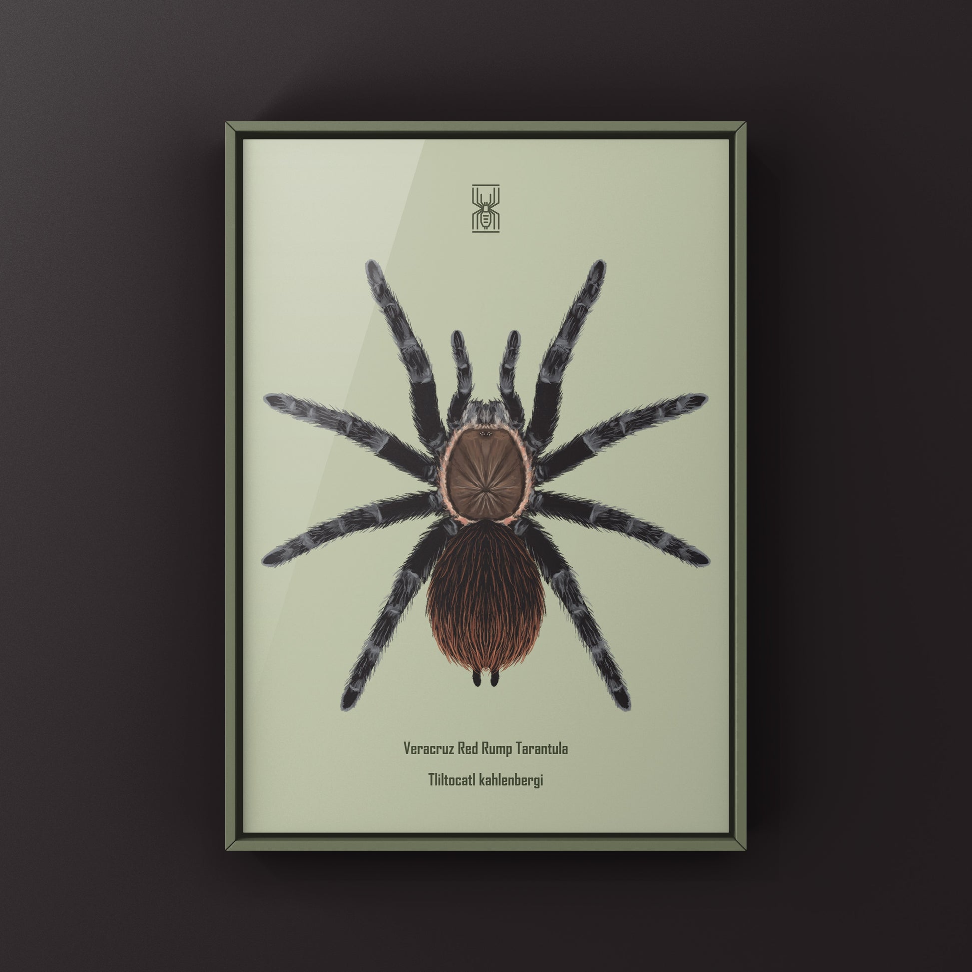 Art print of Veracruz Red Rump Tarantula (Tliltocatl kahlenbergi) showcasing vibrant red and black coloration, created by The Silk Ranch.