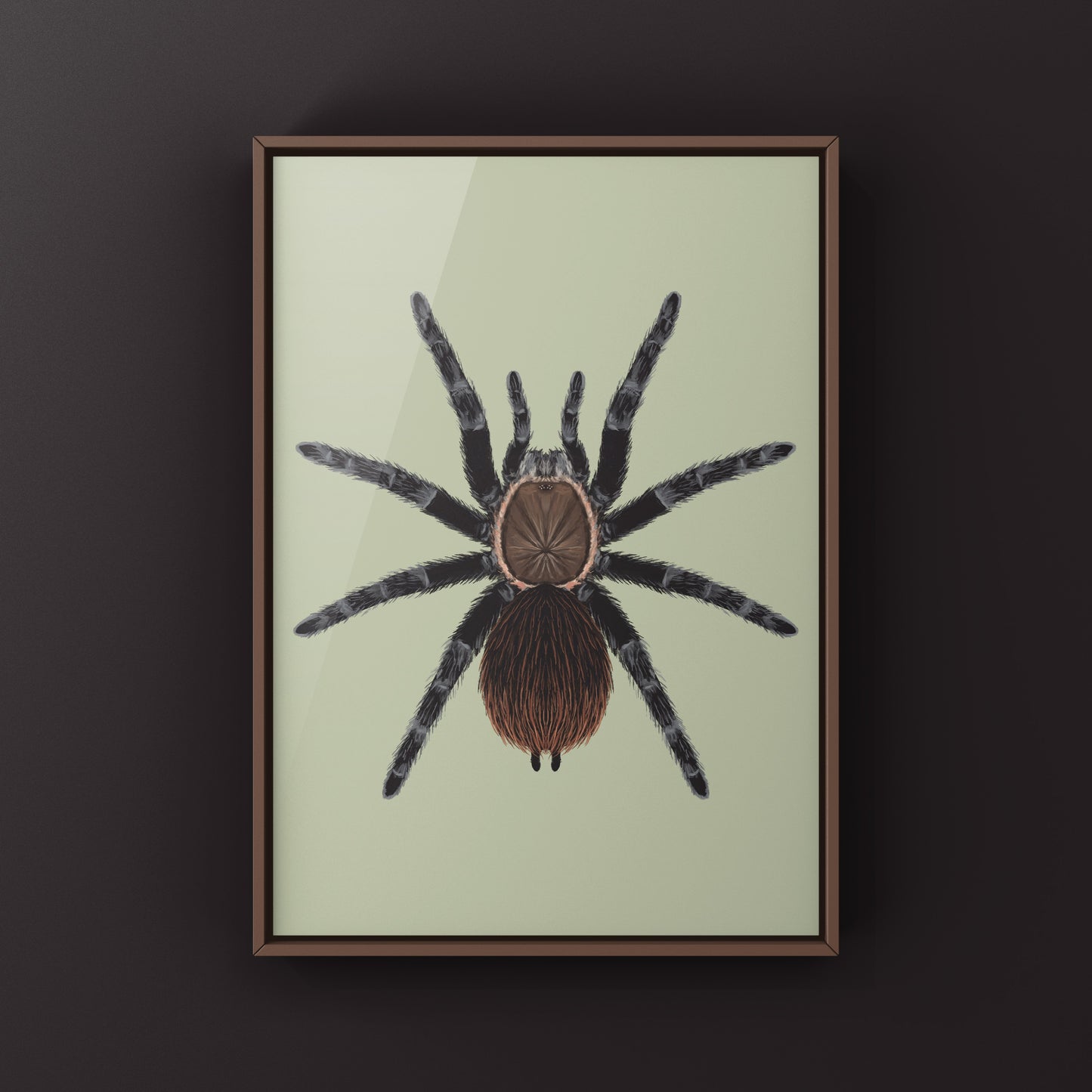 Art print of Veracruz Red Rump Tarantula (Tliltocatl kahlenbergi) featuring detailed illustration of the colorful spider on a white background.