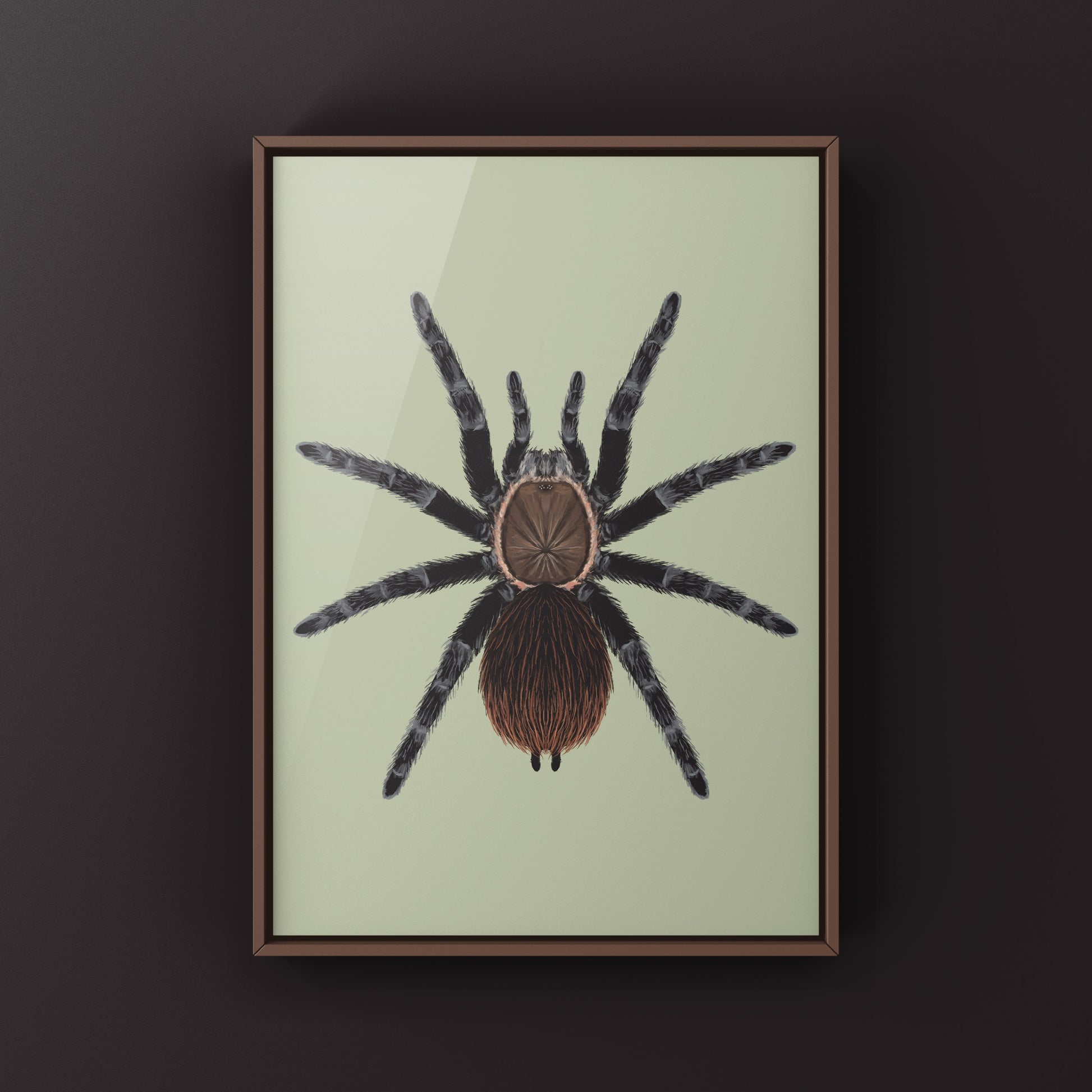 Art print of Veracruz Red Rump Tarantula (Tliltocatl kahlenbergi) featuring detailed illustration of the colorful spider on a white background.