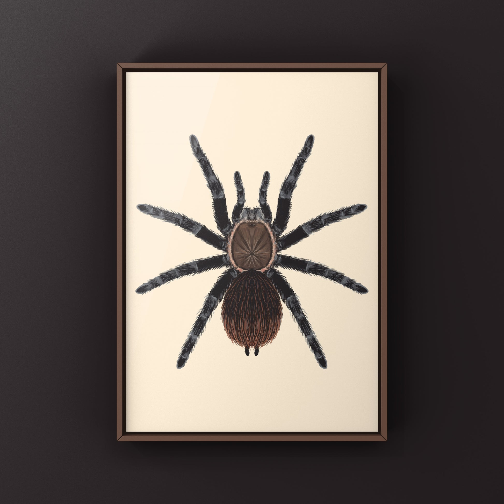 Colorful art print of Veracruz Red Rump Tarantula (Tliltocatl kahlenbergi) showcasing vibrant red and black details on a white background.