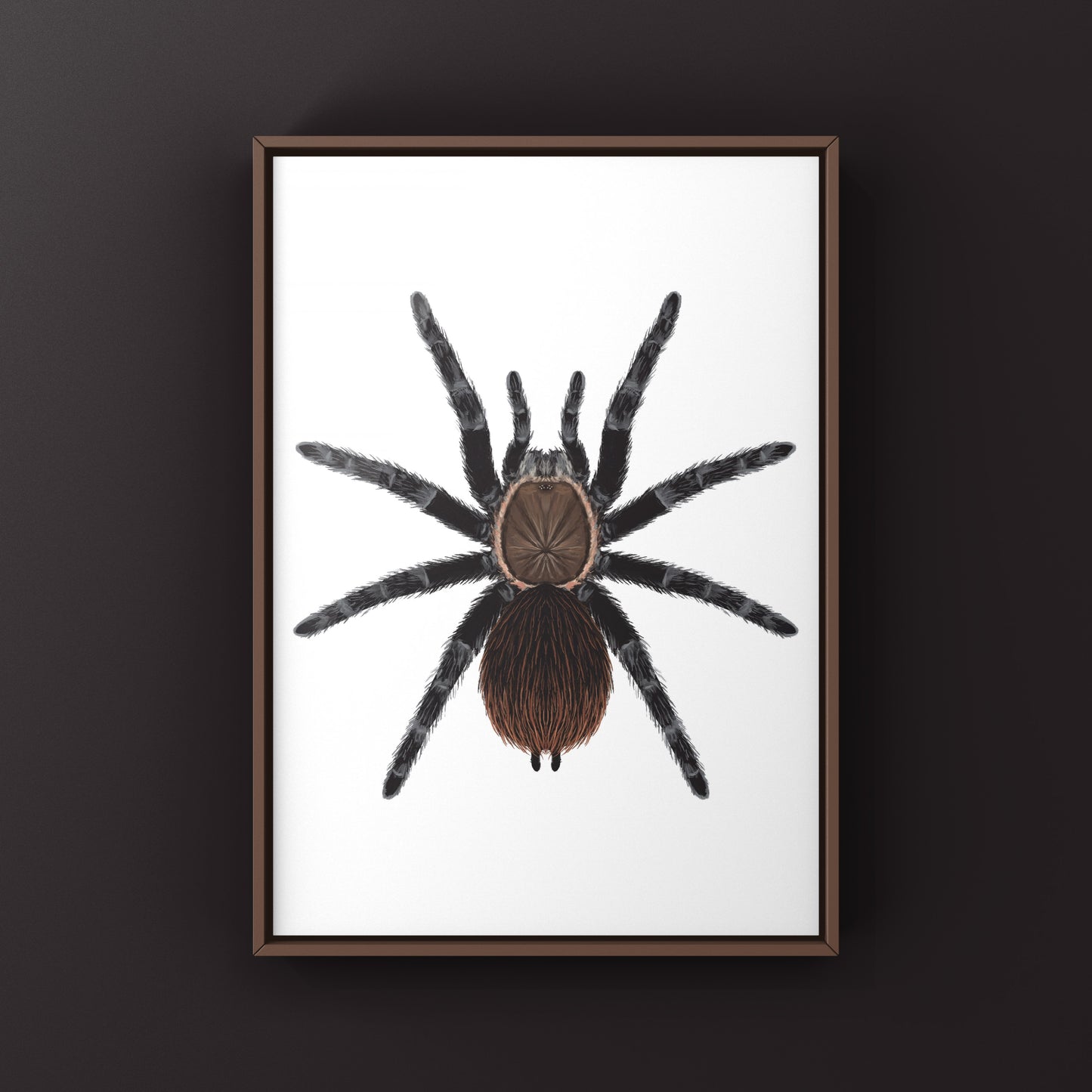 Colorful art print of a Veracruz Red Rump Tarantula (Tliltocatl kahlenbergi) by The Silk Ranch, showing detailed spider artwork.