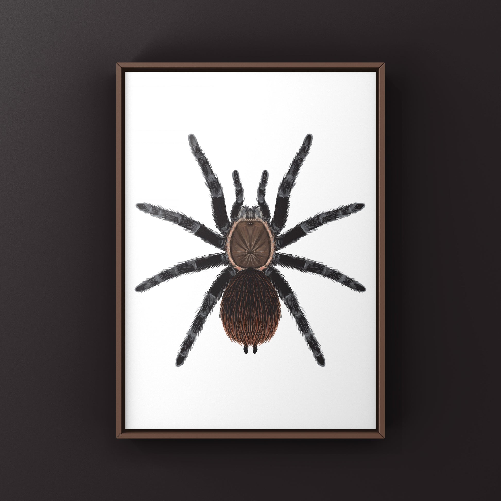 Colorful art print of a Veracruz Red Rump Tarantula (Tliltocatl kahlenbergi) by The Silk Ranch, showing detailed spider artwork.